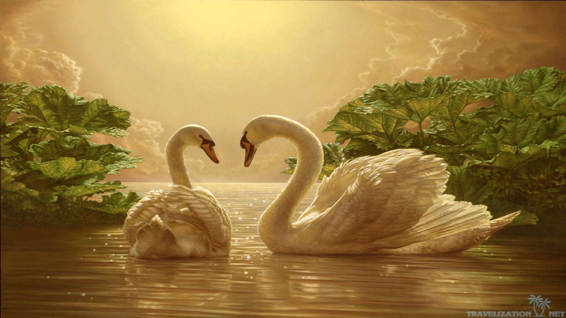 1920x1080 Download Beautiful Love Swan Wallpaper. Full HD Wallpaper, Desktop