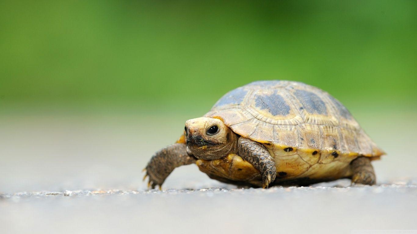 1370x770 Baby Elongated Tortoise HD desktop wallpaper, Widescreen, High, Desktop