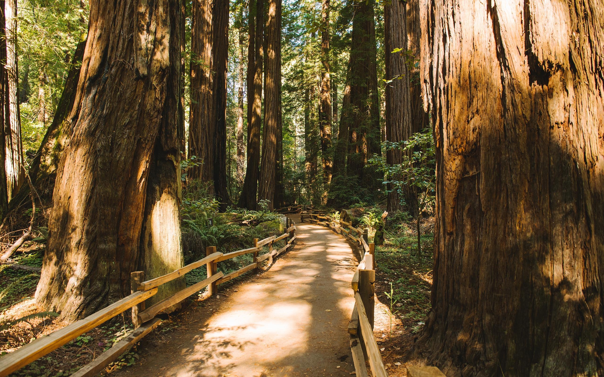 2560x1600 Redwood Trees Forest Muir Woods Path Trail HD wallpaper, Desktop