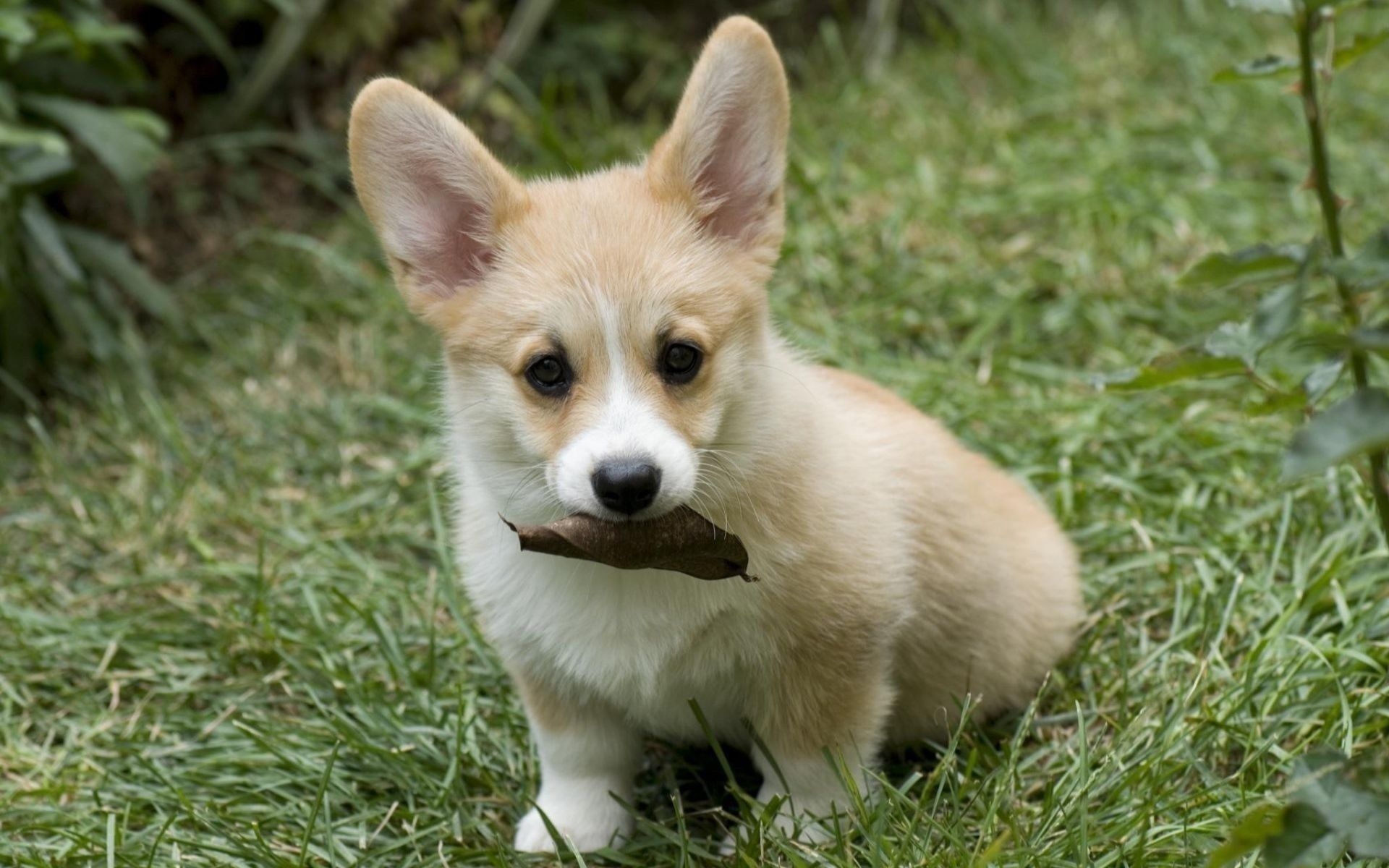 1920x1200 Picture Welsh Corgi Dogs Animals, Desktop