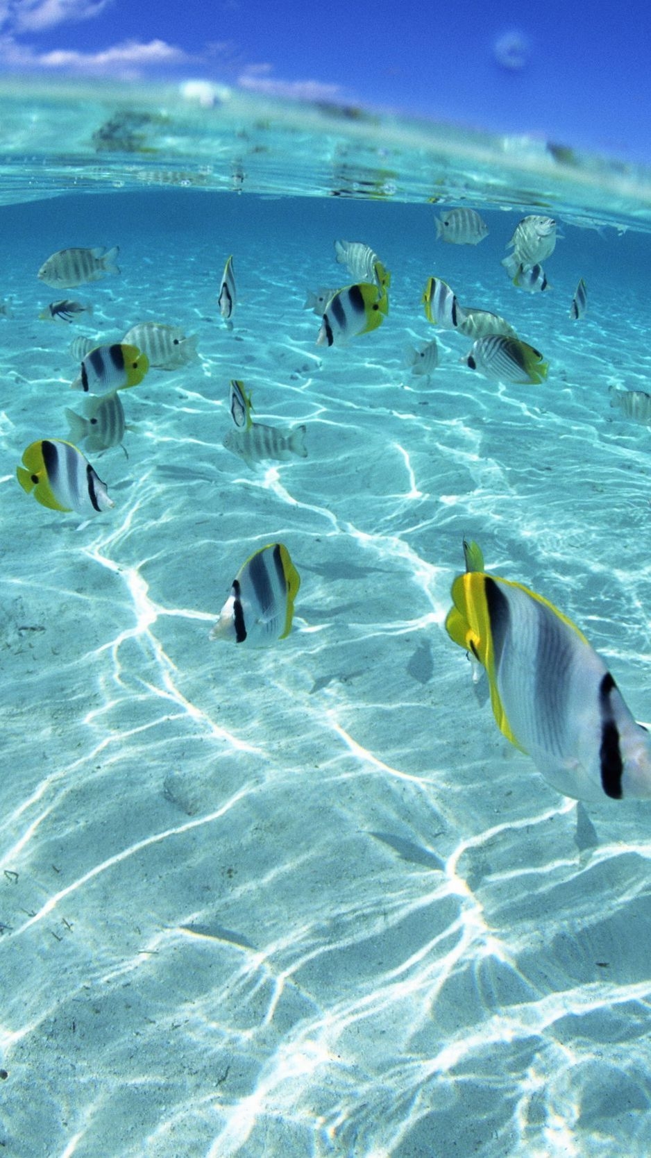 940x1670 Download wallpaper  fish, flock, sea, shallow water iphone, Phone