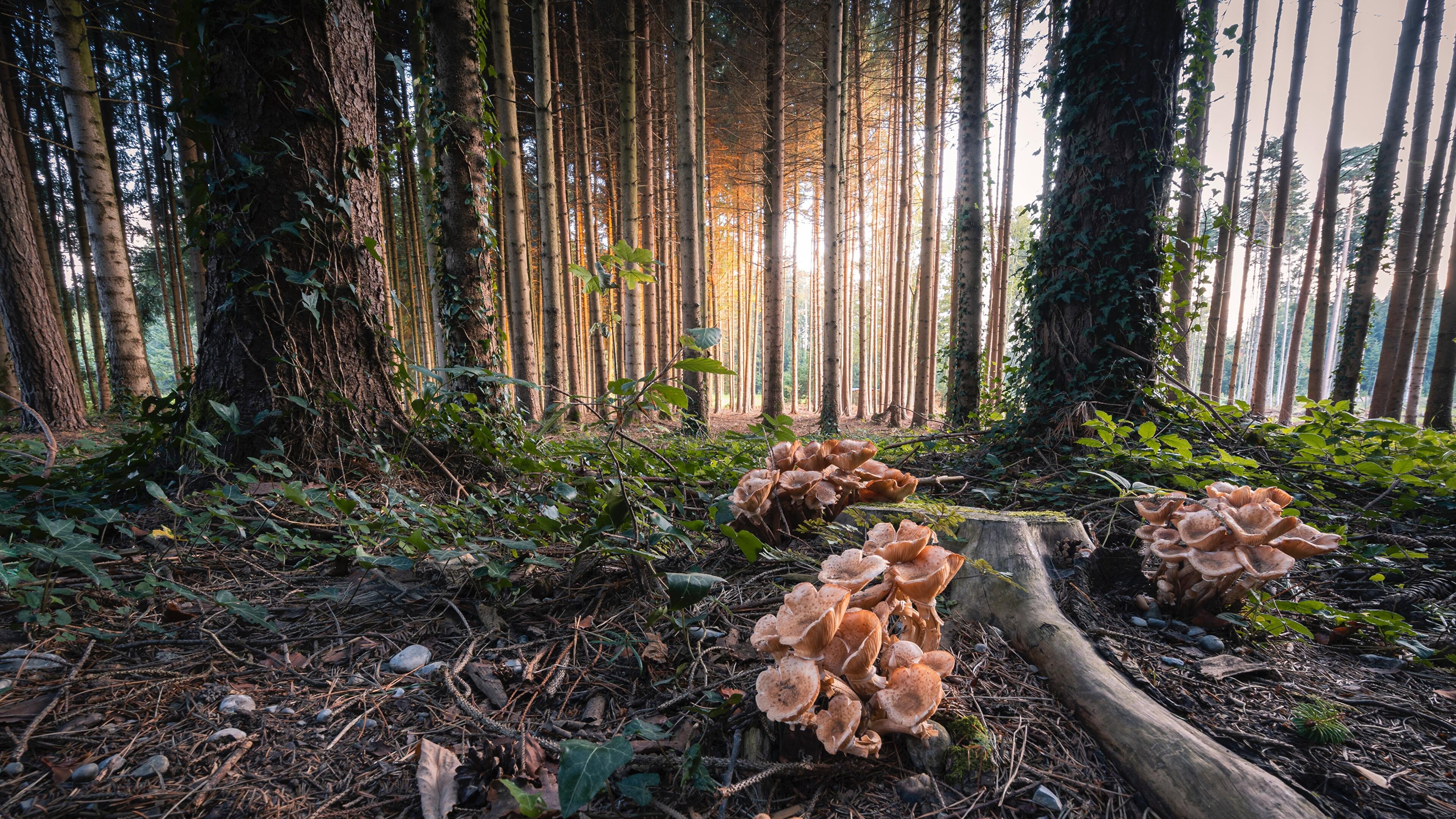 3840x2160 Mushrooms in the Forest Frauenfeld Switzerland 4K wallpaper, Desktop