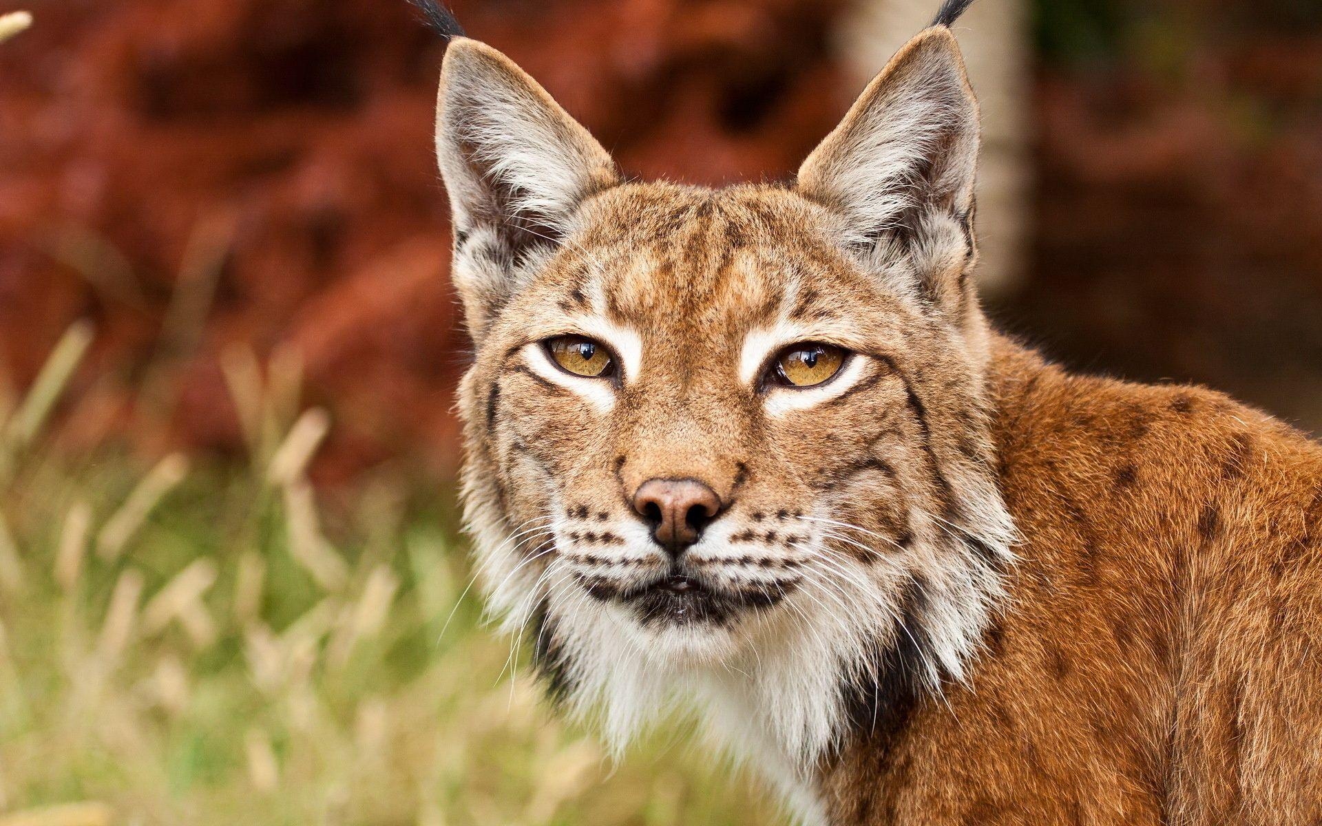 1920x1200 Bobcat Wallpaper, Desktop