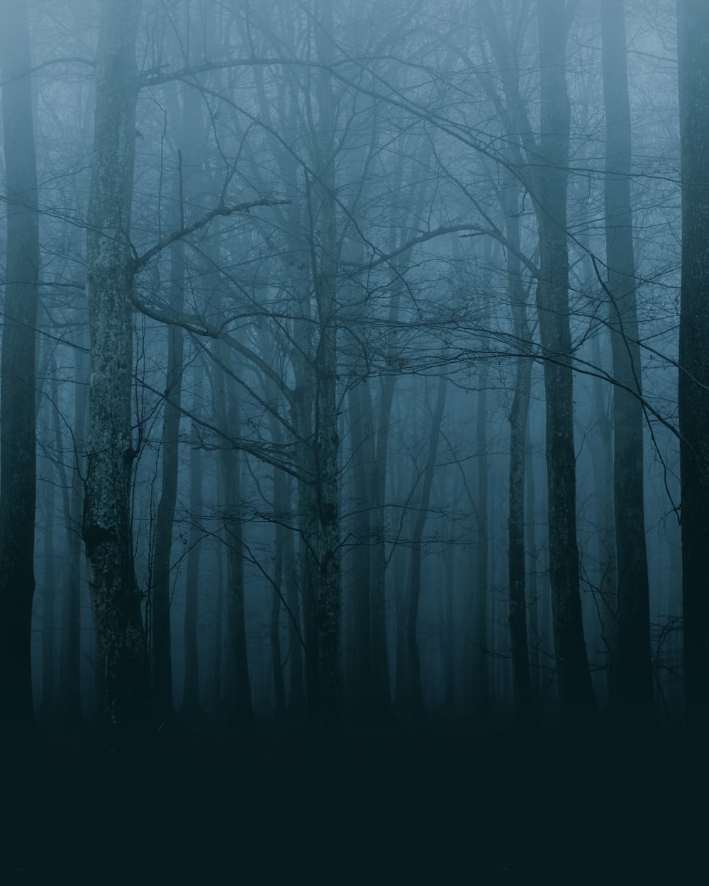 1000x1250 Scary Forest Picture. Download Free Image, Phone