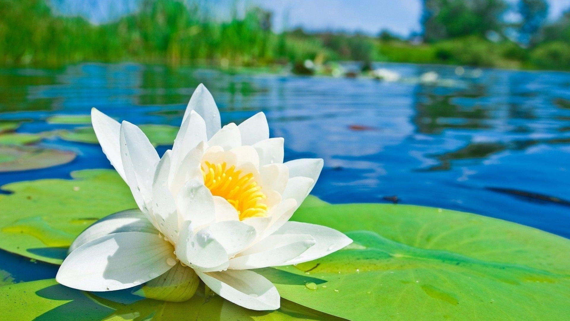 1920x1080 Water Lotus Flower HD Desktop Wallpaper Free Download, Desktop