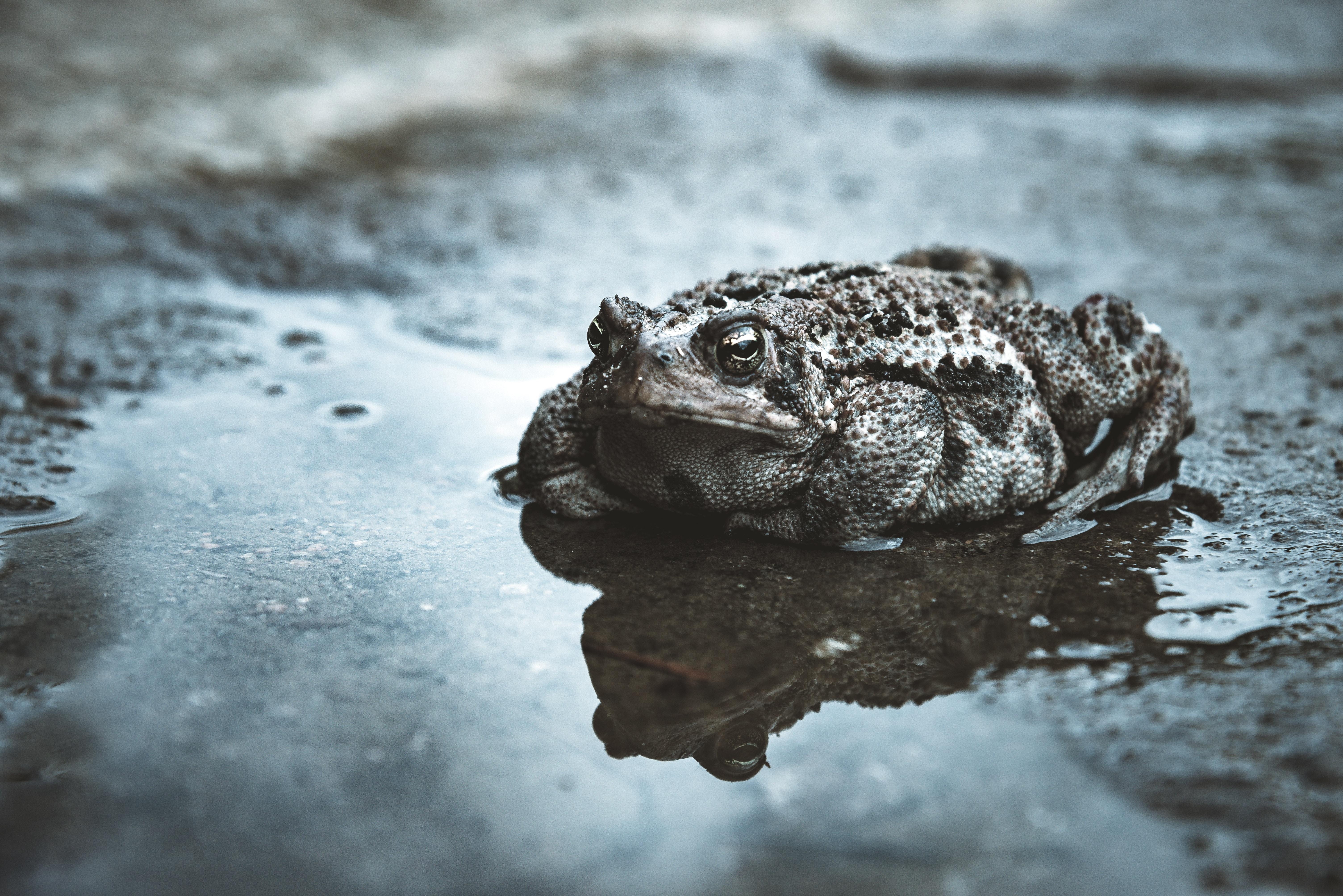 6020x4020 Toads Picture. Download Free Image, Desktop