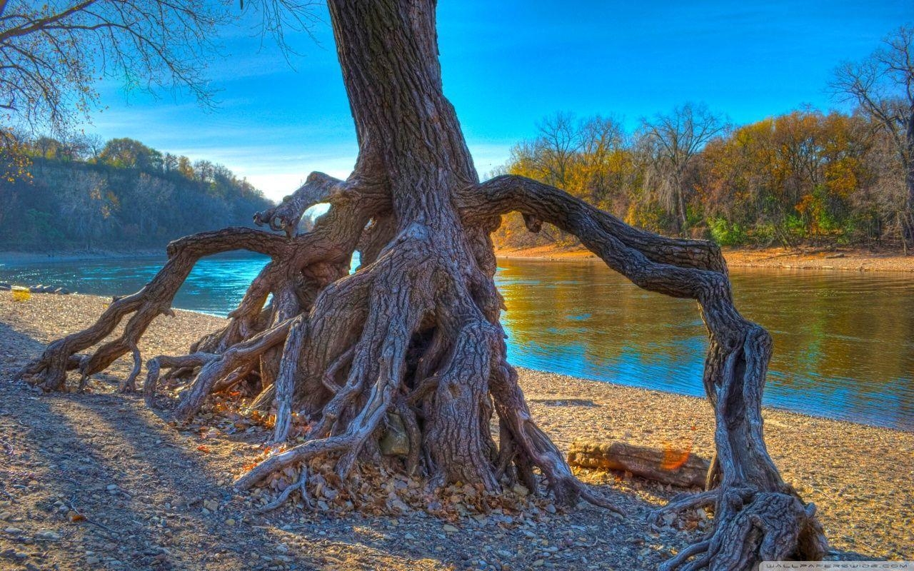 1280x800 Rooted, Mississippi River at Hidden Falls Park in Saint Paul, Desktop