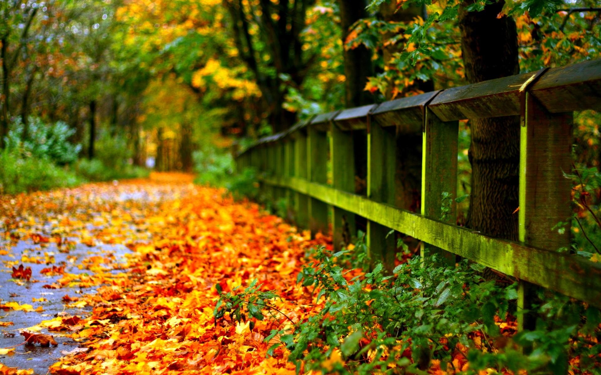 1920x1200 Desktop Fall Background Wallpaper HD Autumn Leaves HD Wallpaper Download HD Wallpaper, Desktop