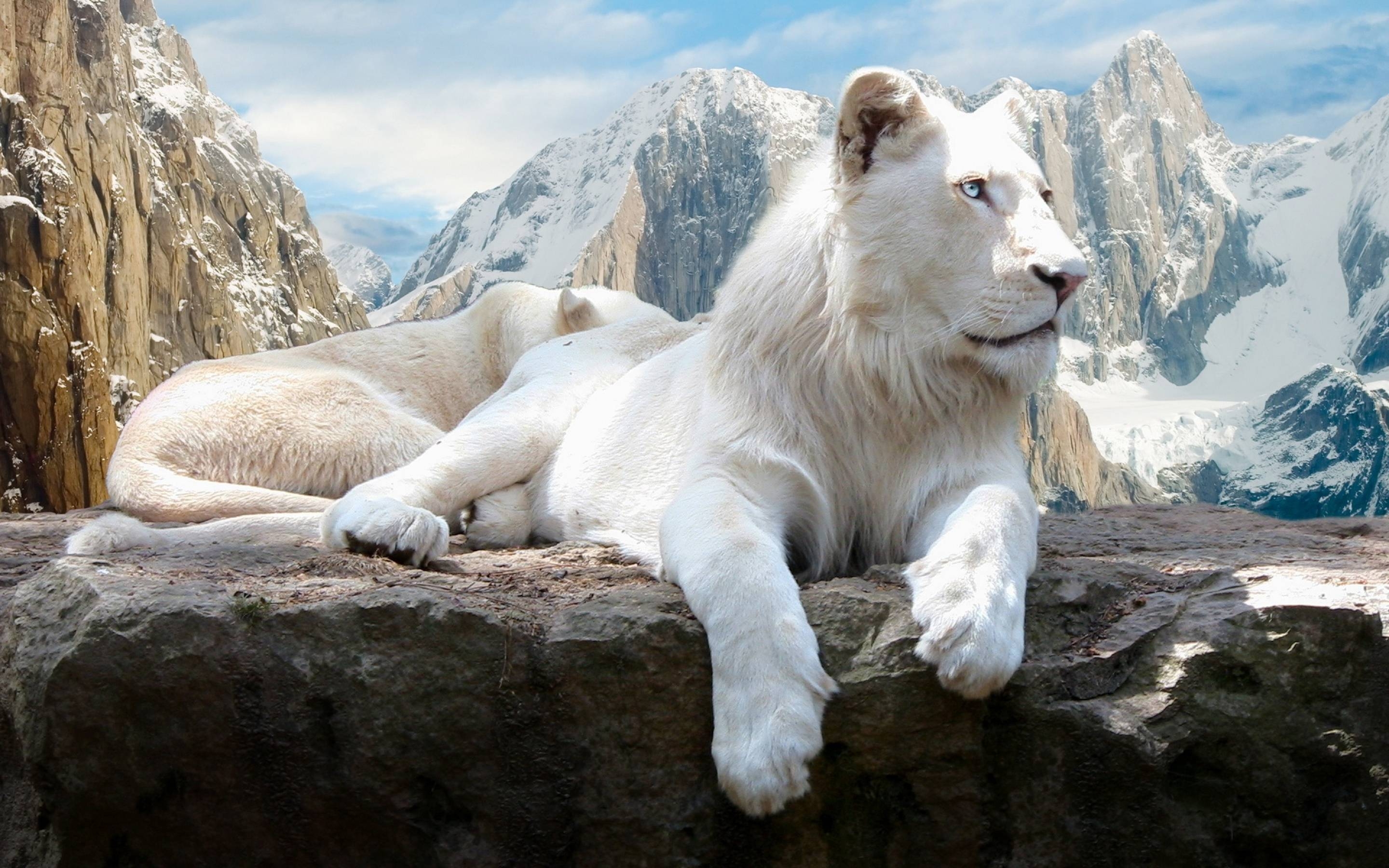 2880x1800 White Lion Wallpaper Full HD, Desktop