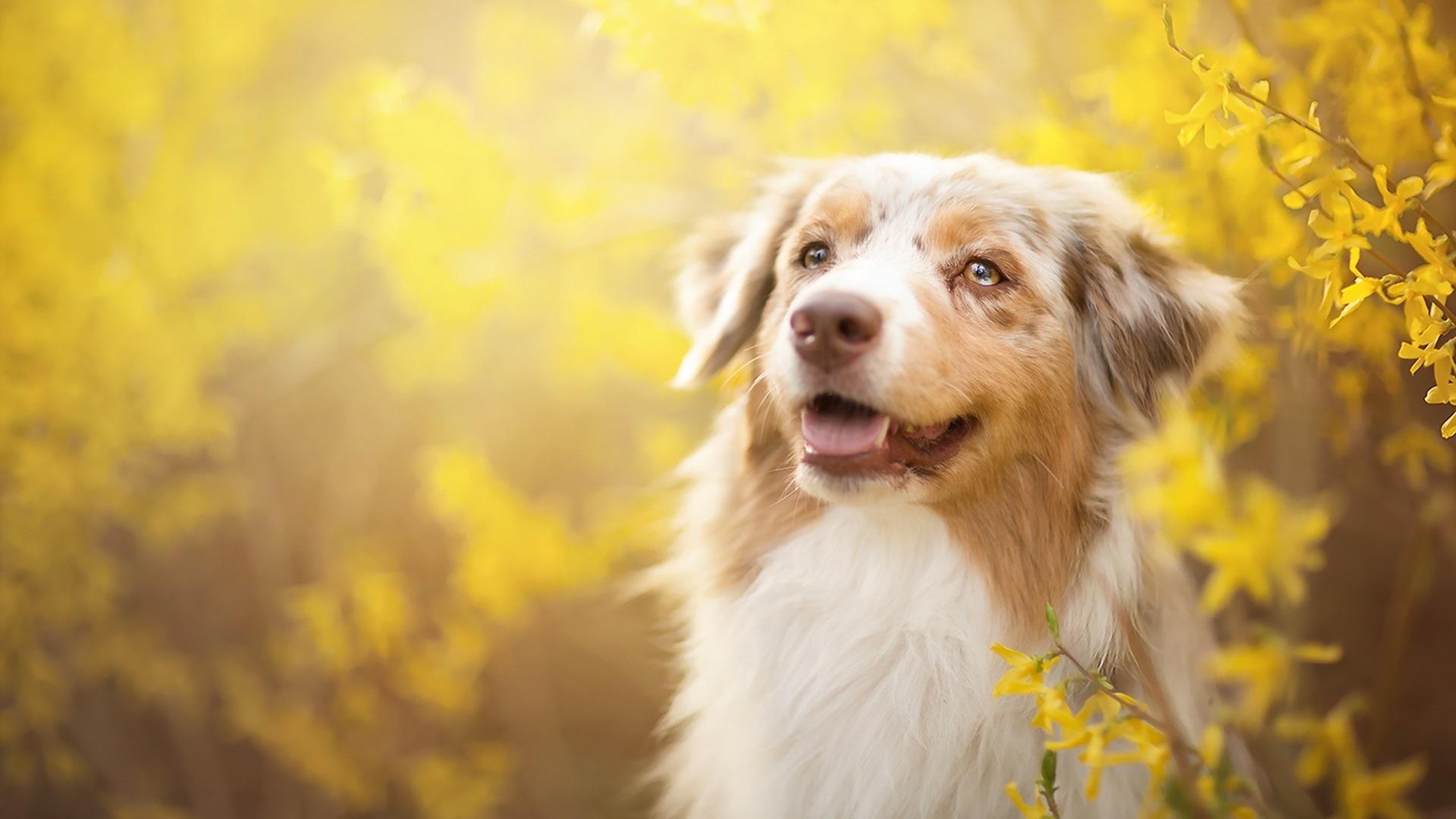 1920x1080 Wallpaper Dog, yellow flowers, spring  Full HD 2K Picture, Image, Desktop