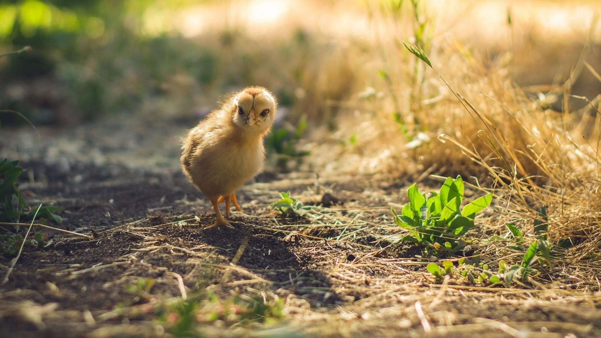 1920x1080 Download  Chick, Walking, Plants, Baby Wallpaper, Desktop