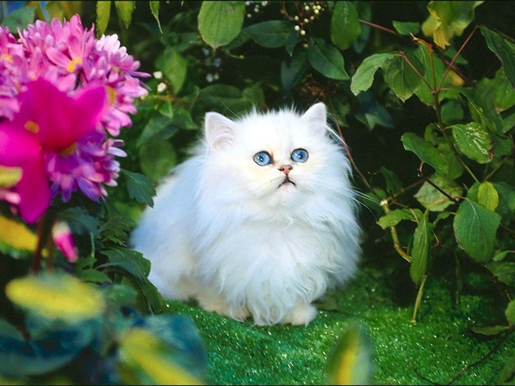 1030x770 Cute White Cat Wallpaper, Desktop