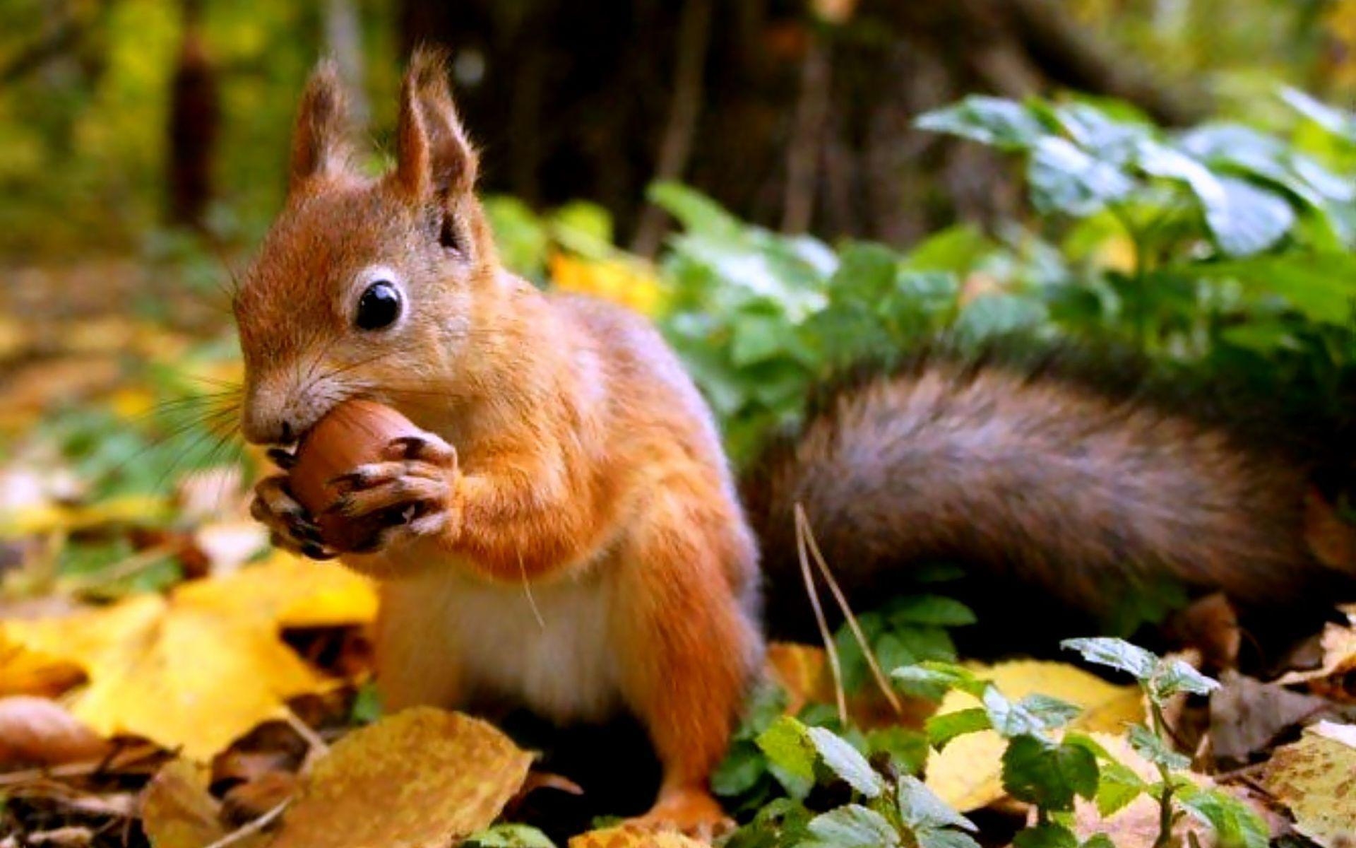 1920x1200 Squirrel Computer Wallpaper, Desktop Background  Id: 378039, Desktop