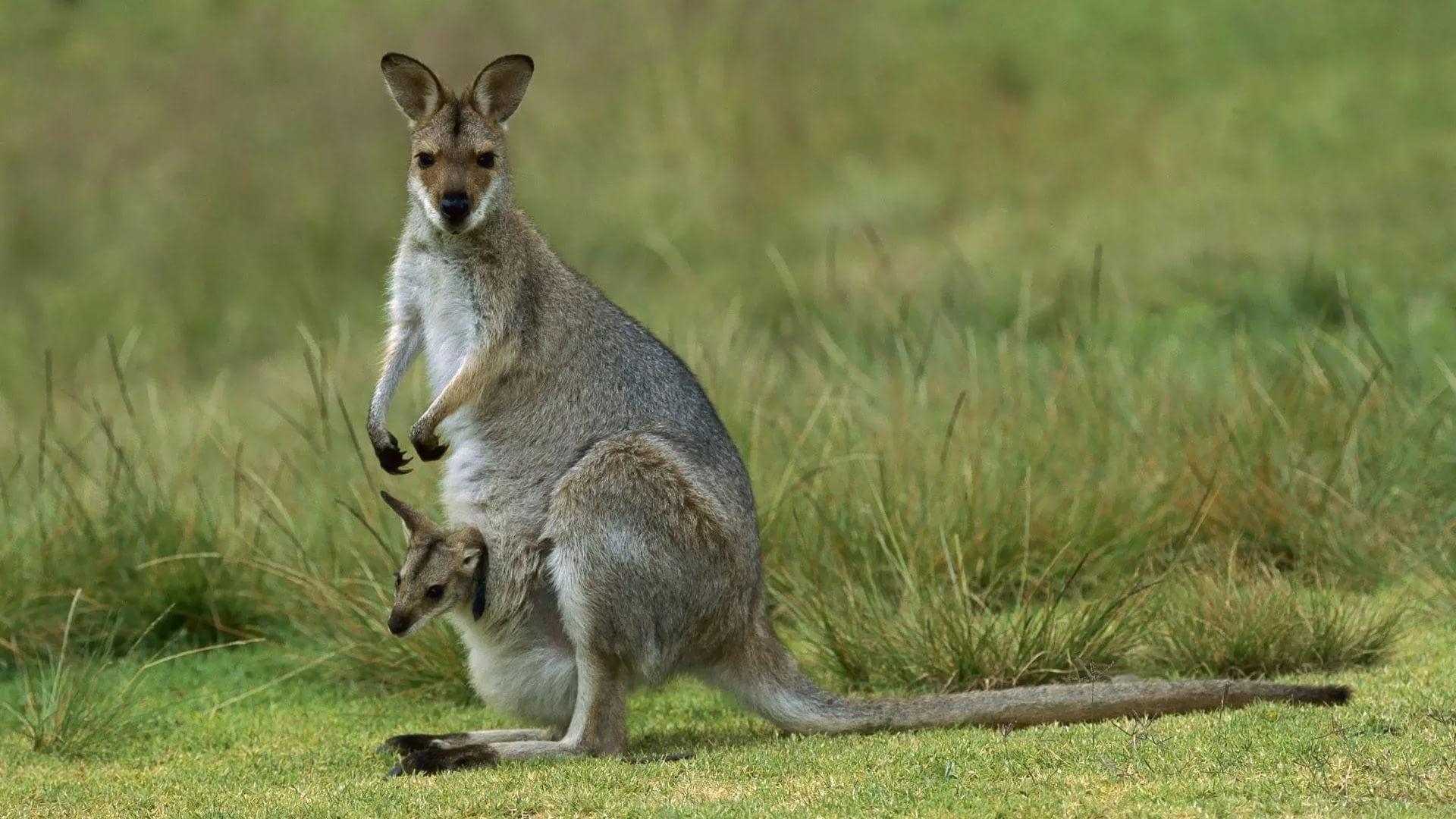 1920x1080 Kangaroo HD Wallpaper free, Desktop