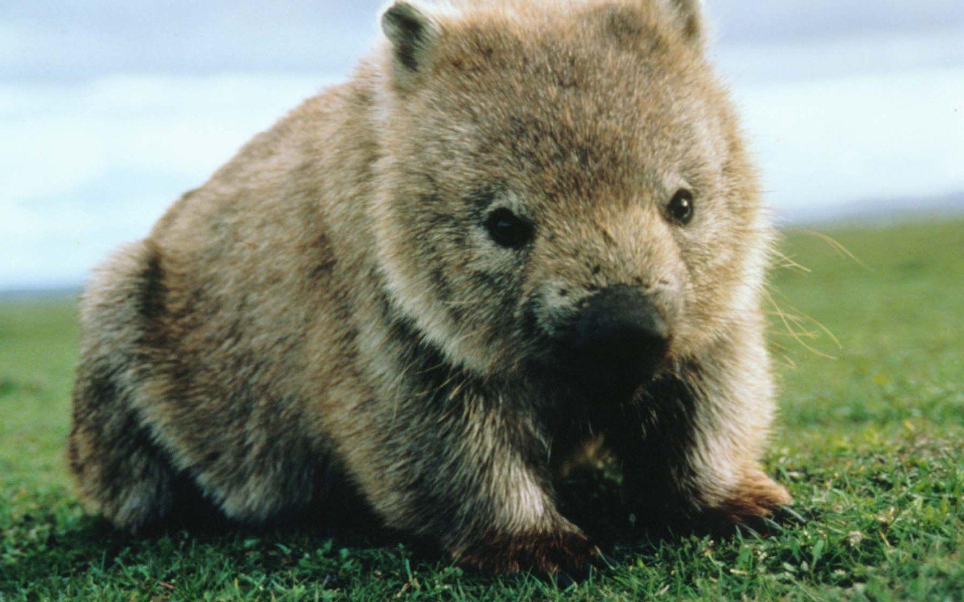 1920x1200 Wombat. Wombat HD Wallpaper, Desktop