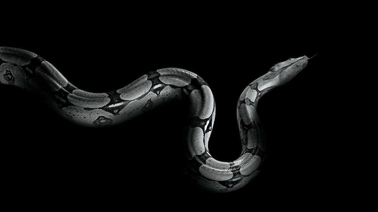 1280x720 Wallpaper Python, snake, Animals, Desktop