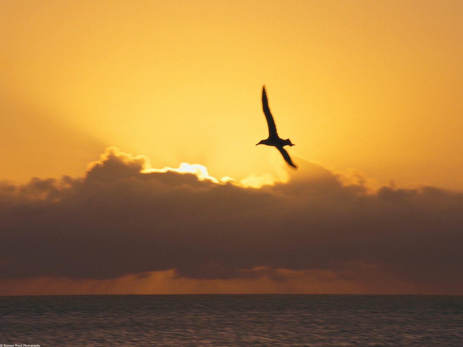 1600x1200 Seagull HD Wallpaper. Seagull Bird Photo, Desktop