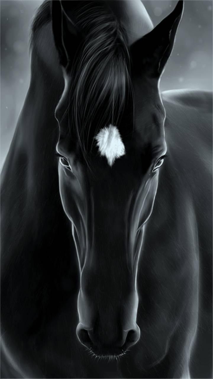 720x1280 Black Horse wallpaper, Phone