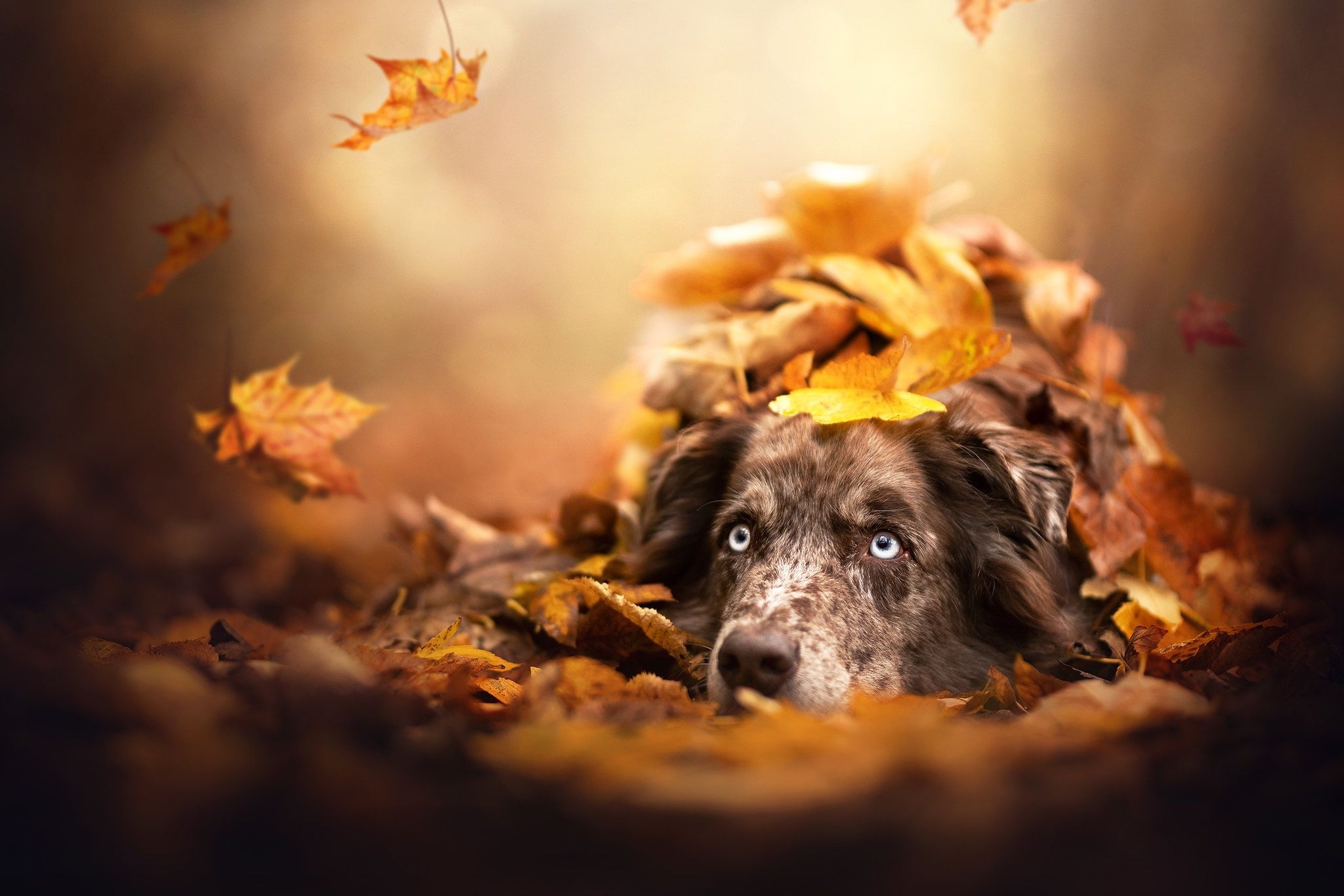 2050x1370 Animal Australian Shepherd Dogs Fall Leaf Dog Pet HD Wallpaper, Desktop