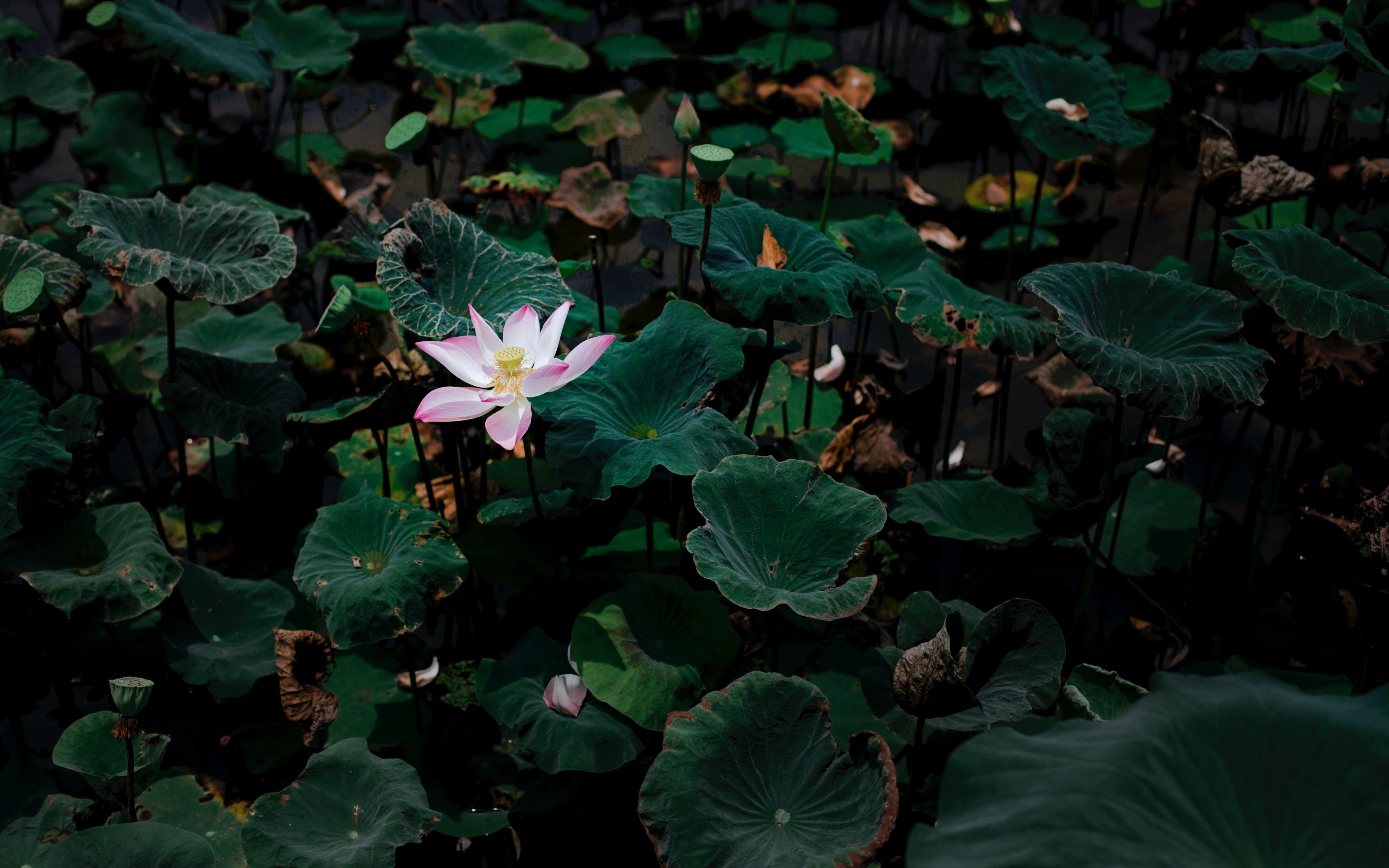 3840x2400 Download wallpaper  lotus, flower, leaves, lake 4k ultra HD 16:10 HD background, Desktop