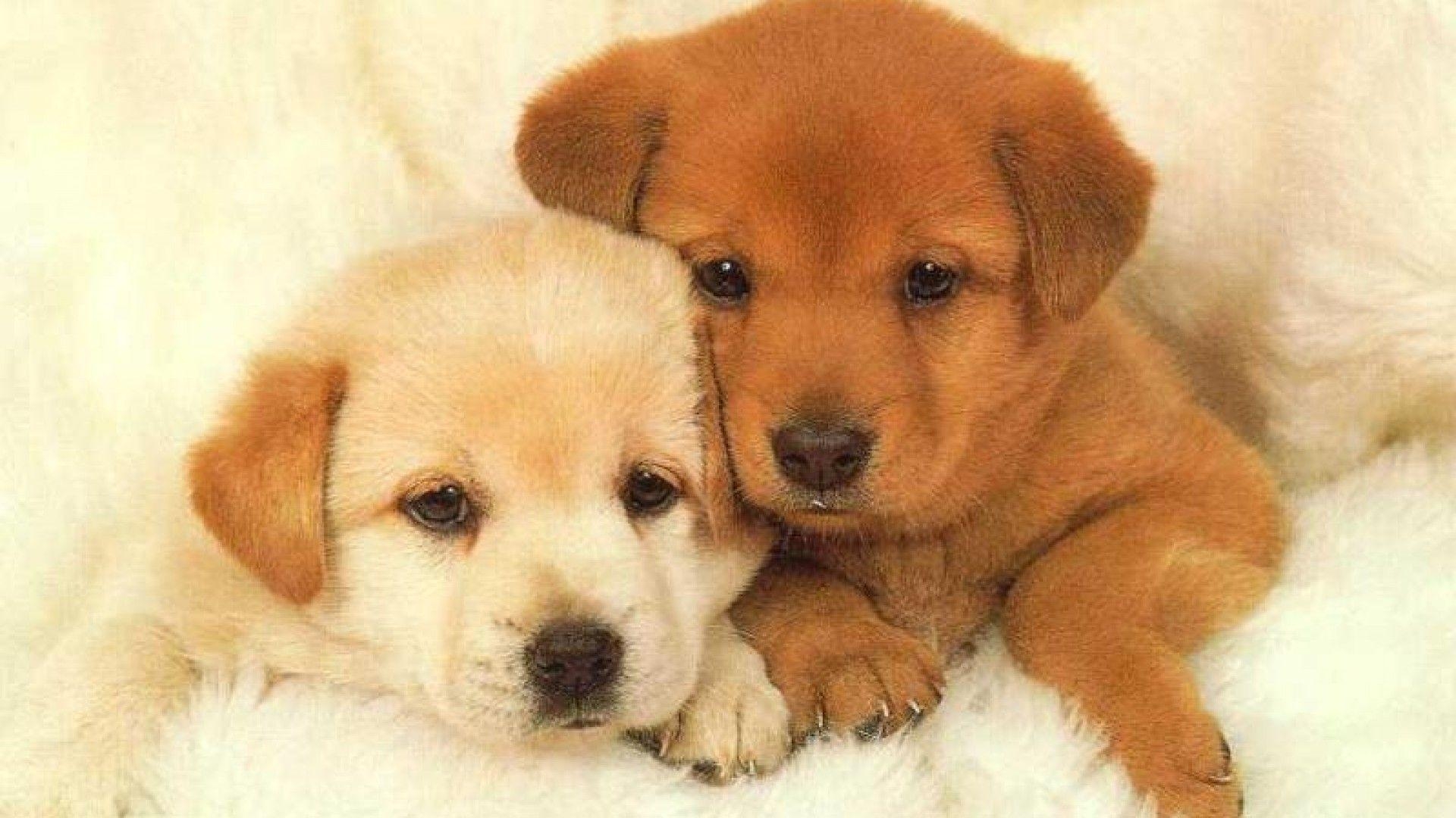 1920x1080 Puppies Wallpaper Free Desktop, Desktop