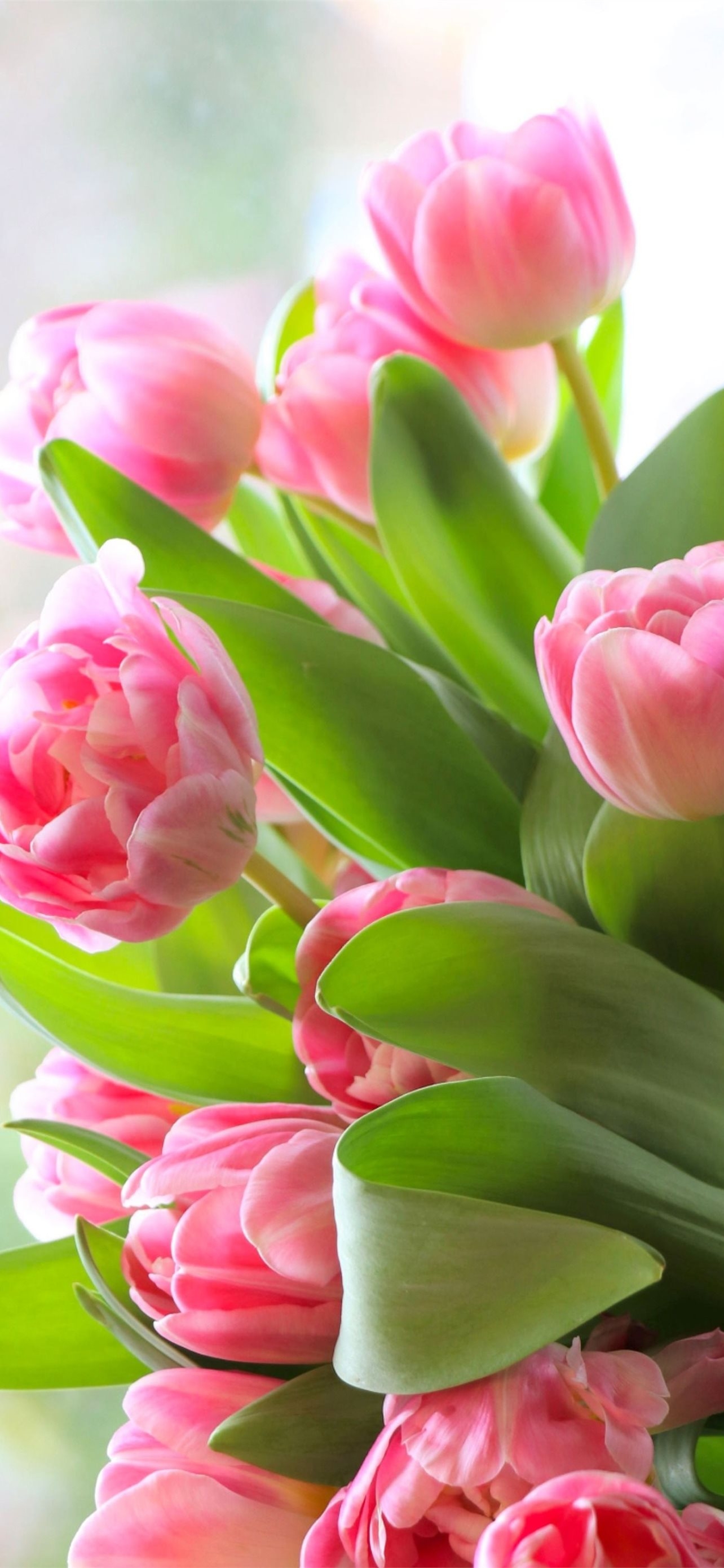 1290x2780 Latest Tulip iPhone HD Wallpaper, Phone