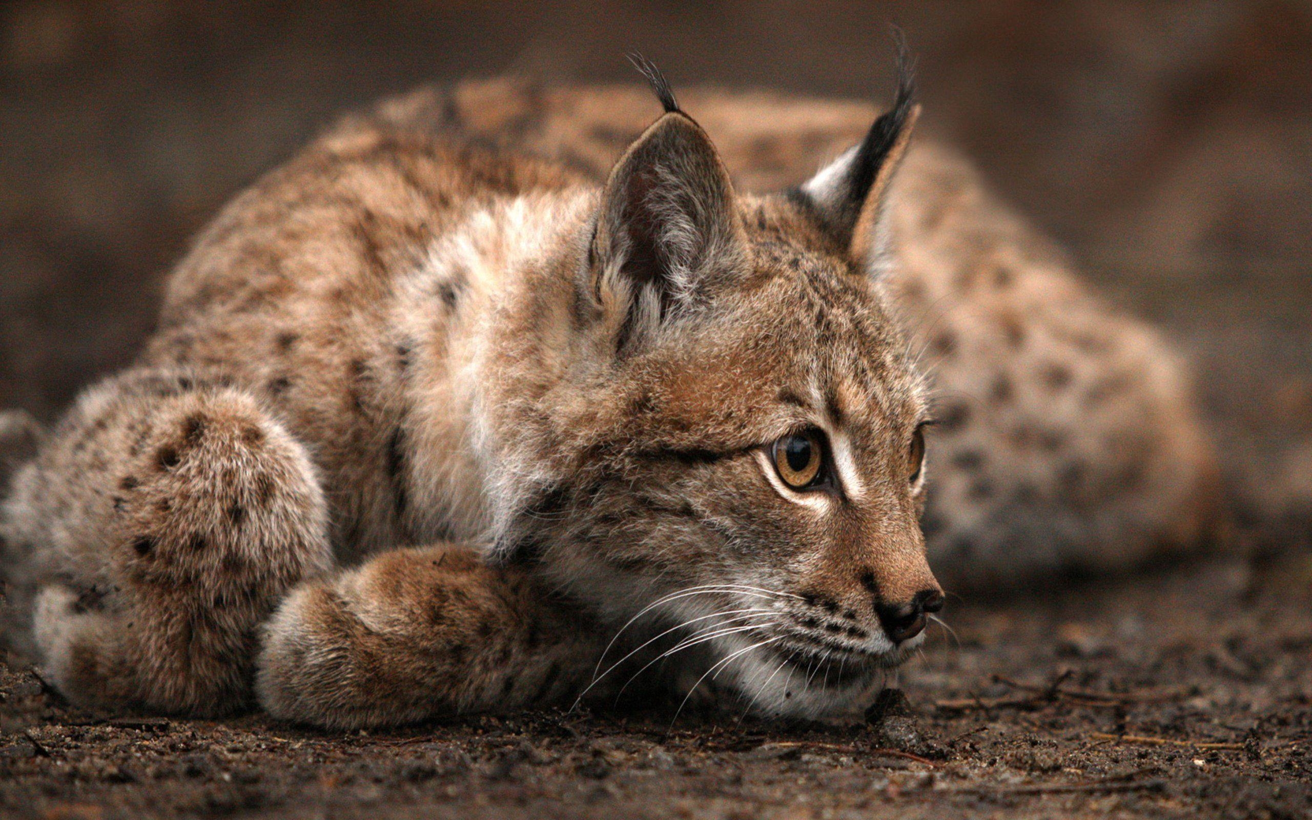 2560x1600 Bobcat Wallpaper Download Free, Desktop