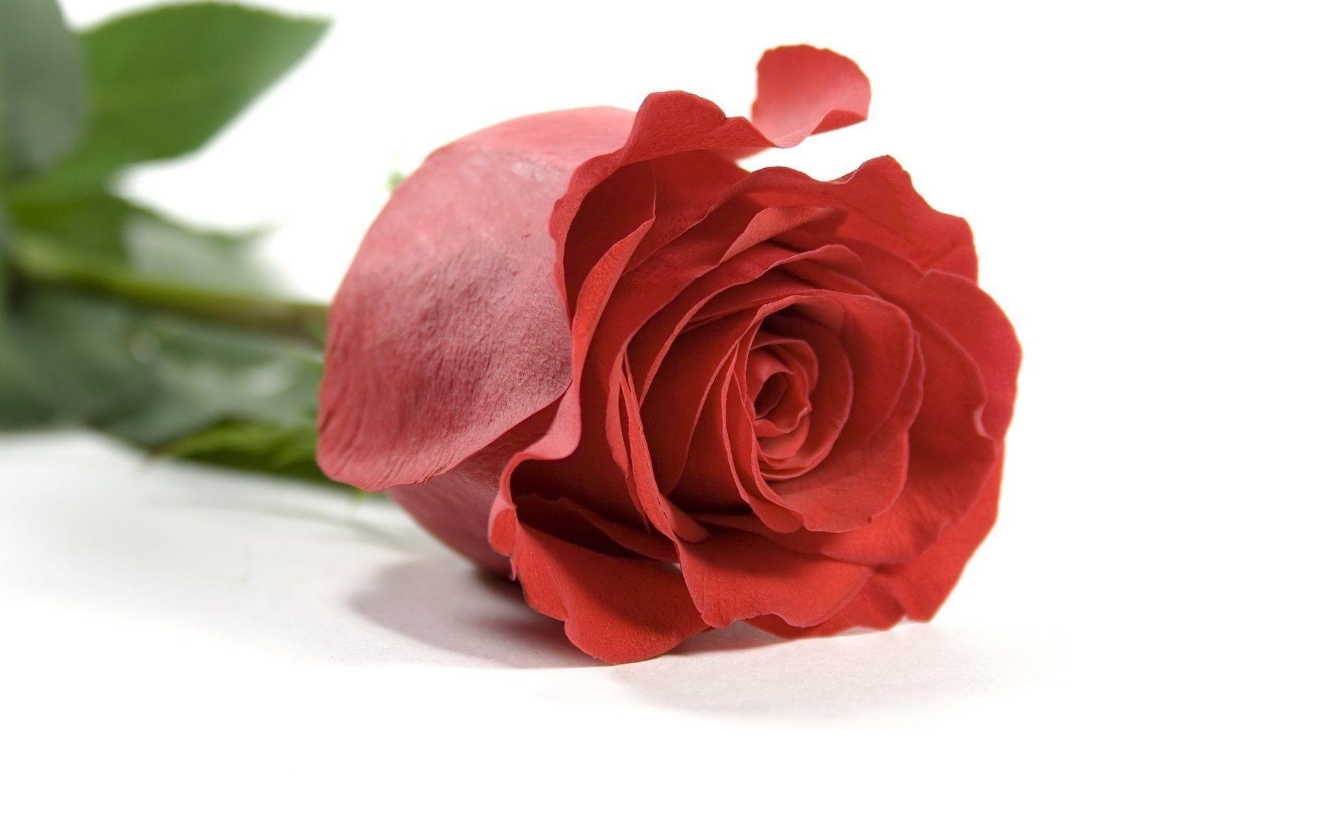 1920x1200 Free Wallpaper Red Rose Love Single, Desktop