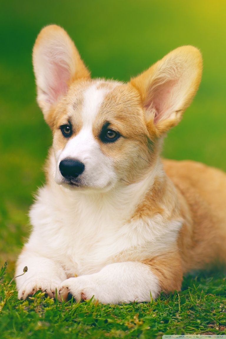 770x1160 Pembroke Welsh Corgi Dog Ultra HD Desktop Background Wallpaper for 4K UHD TV, Multi Display, Dual Monitor, Tablet, Phone