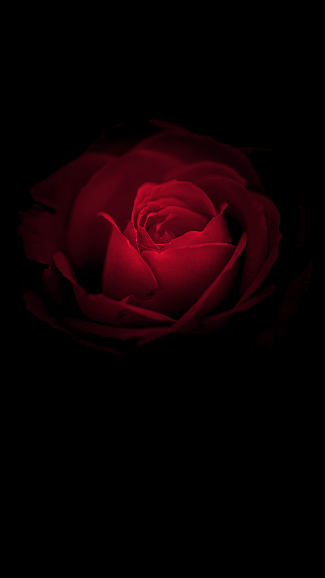 1080x1920 Wallpaper Rose flower, Red Rose, Huawei Mate RS, Porsche Design, Black, Stock, HD, Flowers,. Wallpaper for iPhone, Android, Mobile and Desktop, Phone