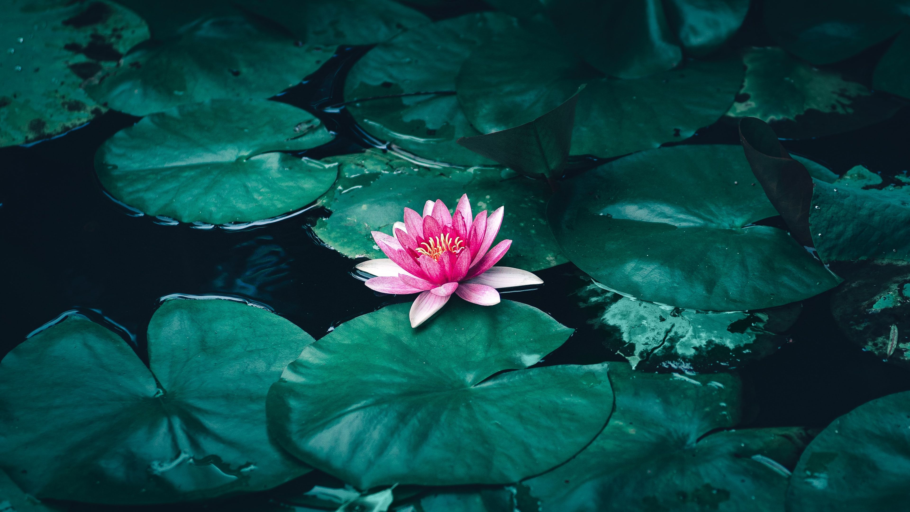 3840x2160 Lotus Flower in Water 4K Wallpaper, Desktop