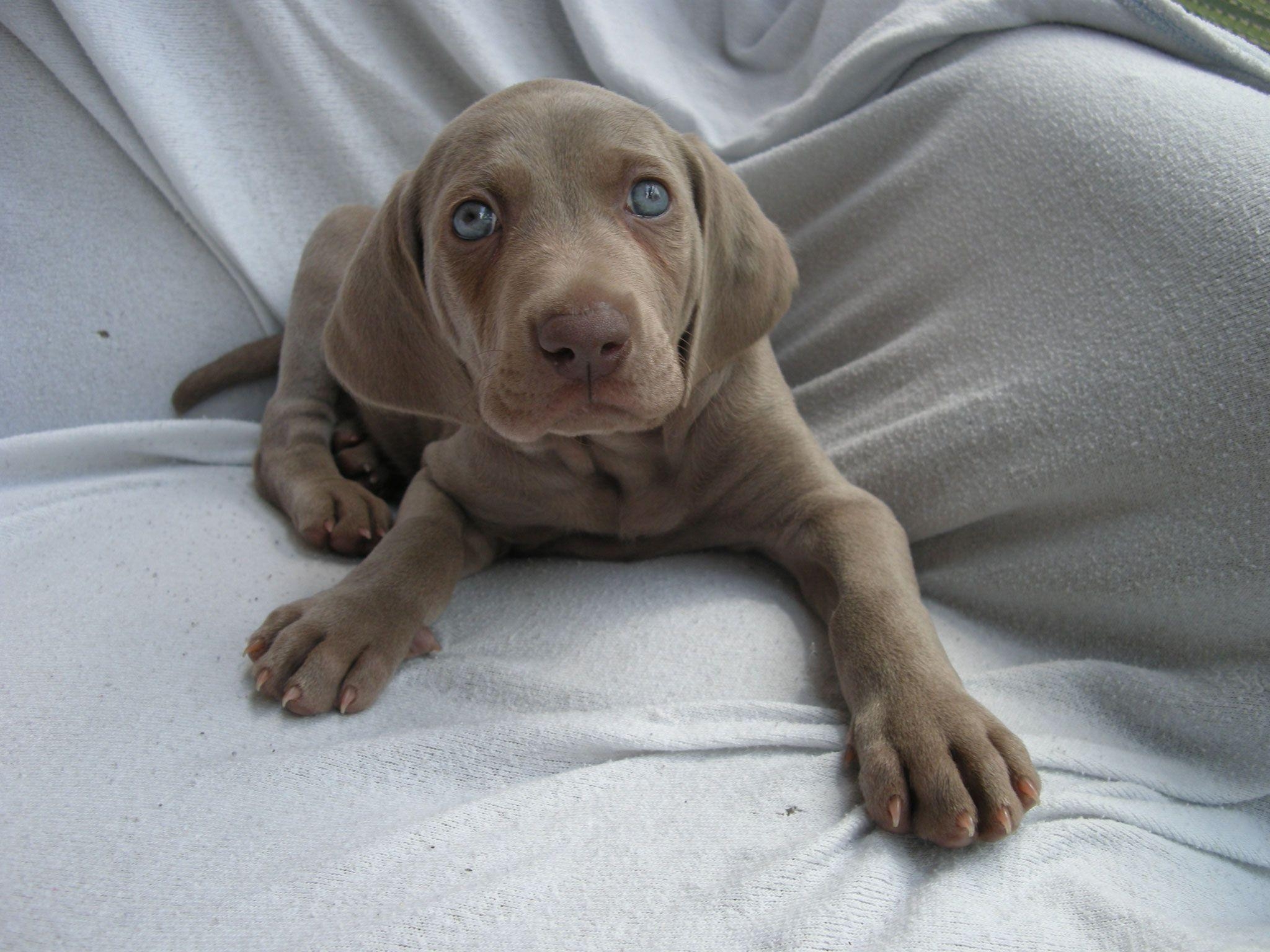 2050x1540 Puppy of weimaraner wallpaper, Desktop