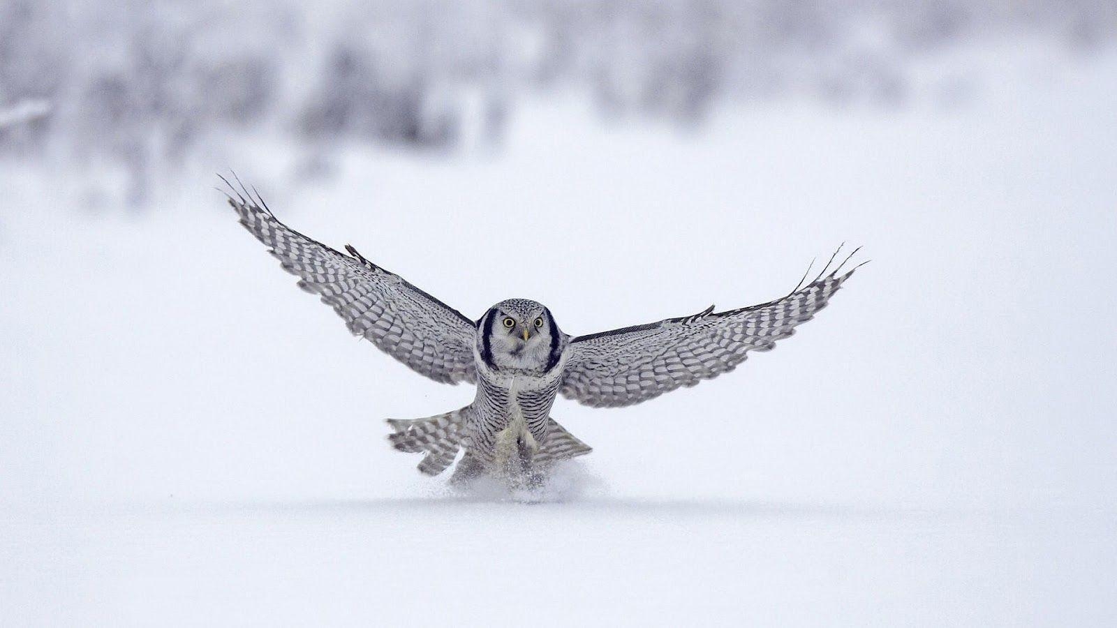 1600x900 Animals For > Flying White Owl Wallpaper, Desktop