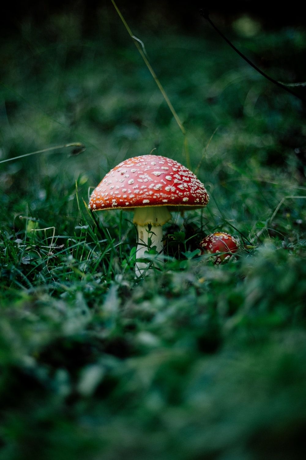 1000x1500 Mushroom Picture [HD]. Download Free Image, Phone