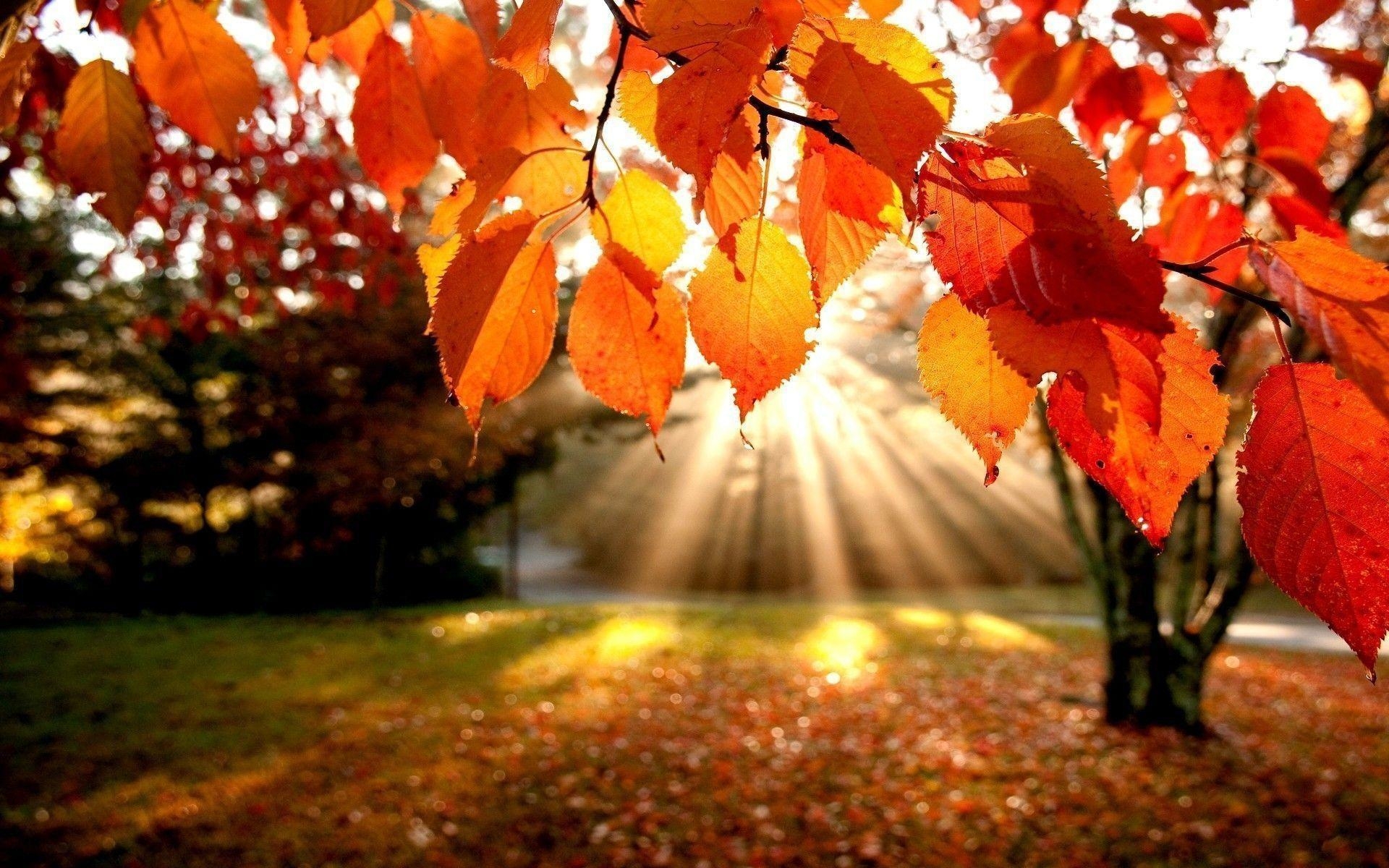 1920x1200 Desktop Wallpaper Autumn Leaves, Desktop