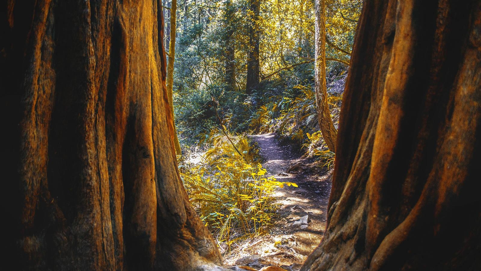 1600x900 Muir Woods · National Parks Conservation Association, Desktop