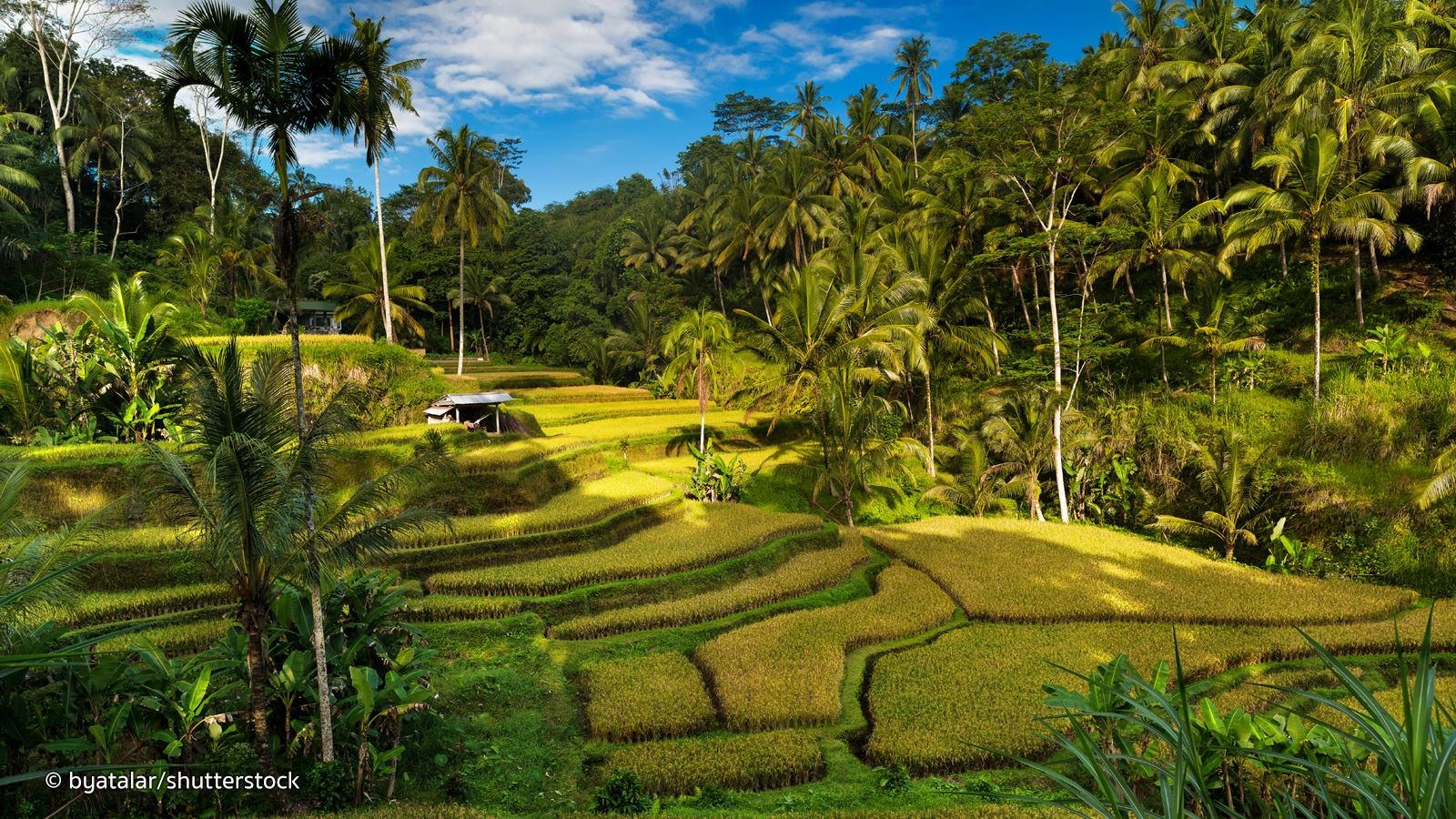 1600x900 Tegallalang Rice Terraces in Bali, Desktop