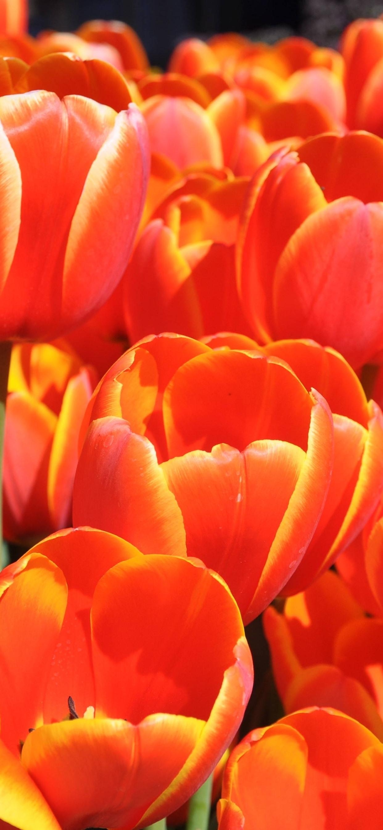 1250x2690 Orange tulips, beautiful flowers  iPhone XS Max wallpaper, Phone