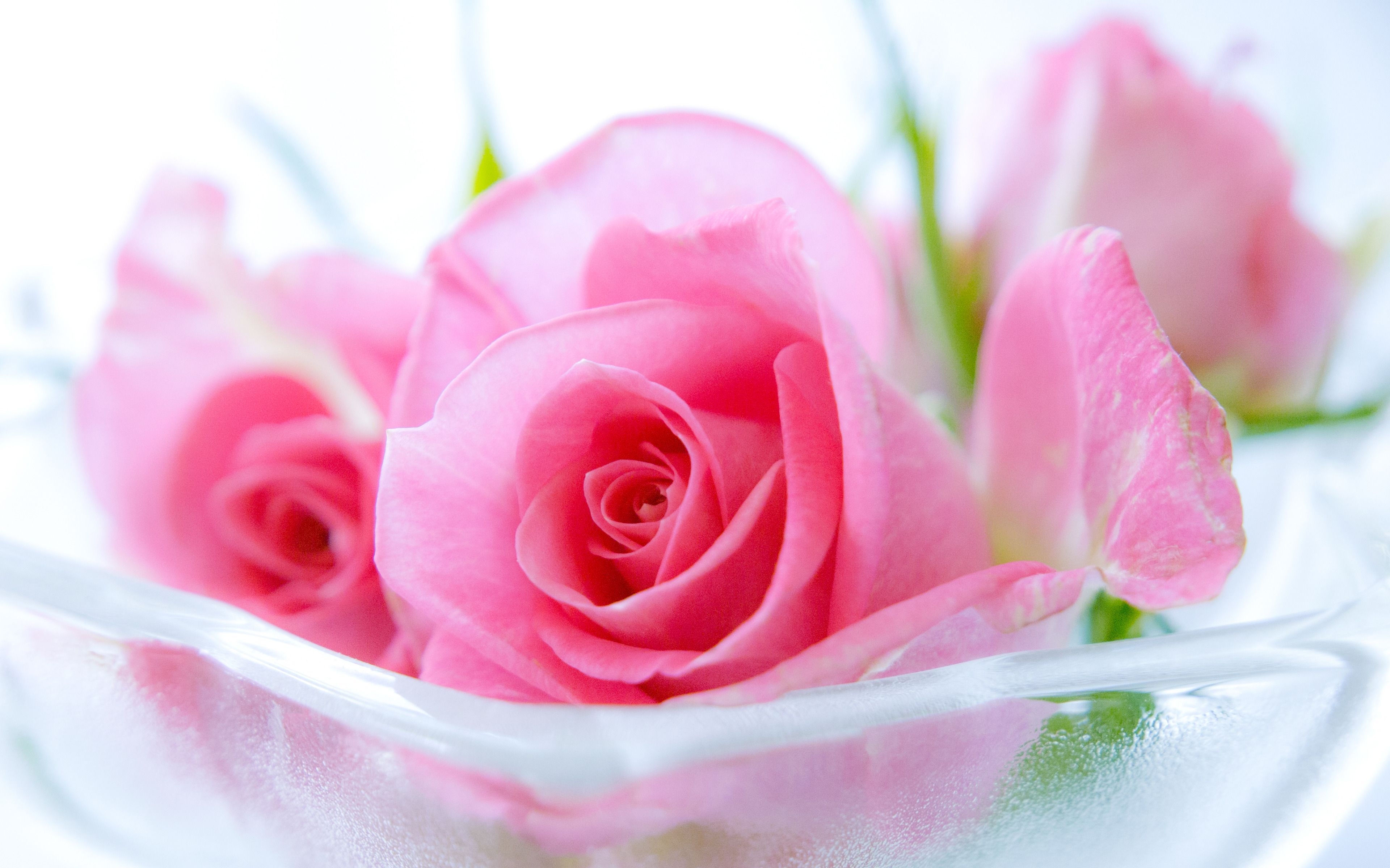 3840x2400 Pink Roses HD Wallpaper. Beautiful pink flowers, Rose wallpaper, Desktop