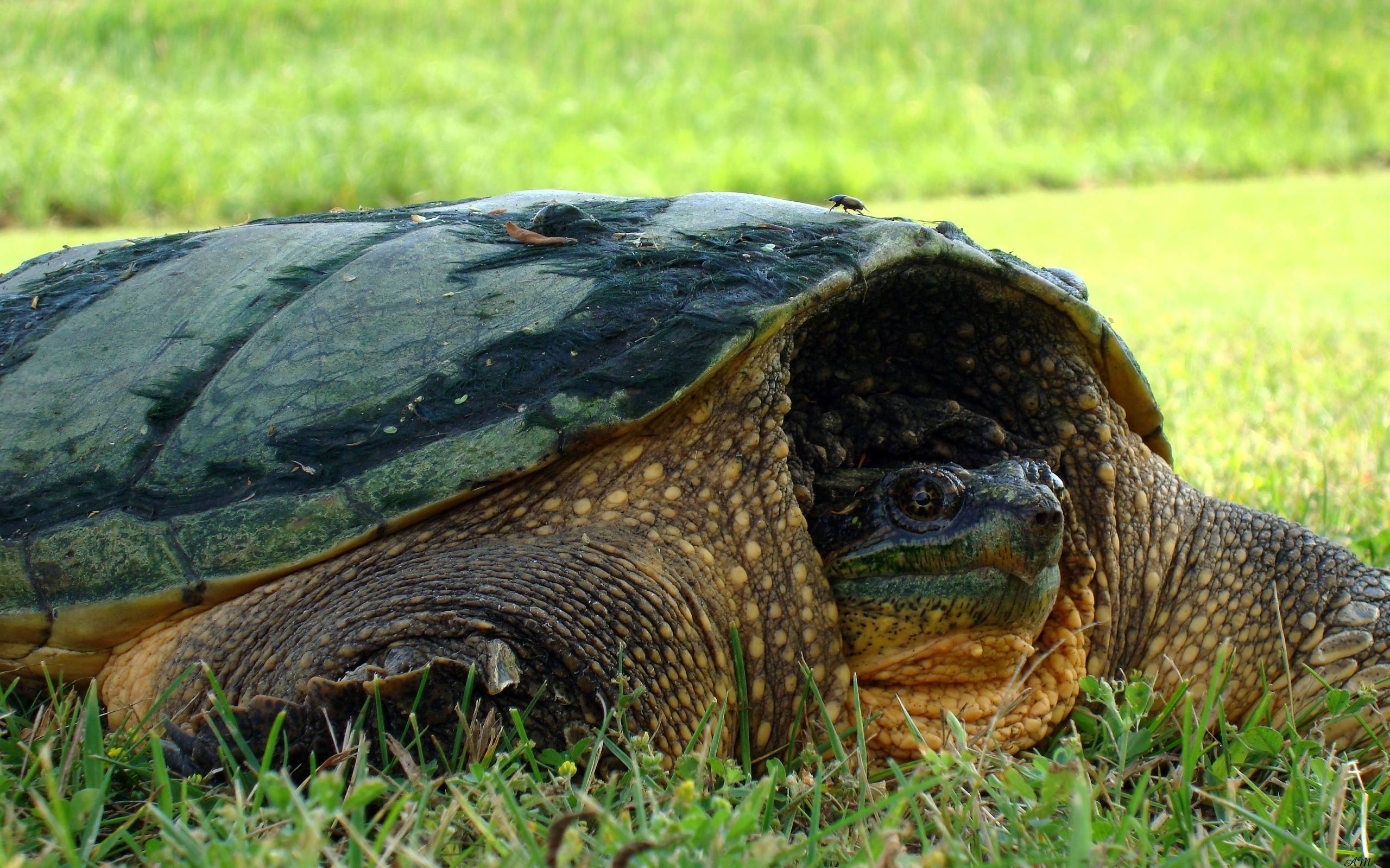 2560x1600 Snapping Turtle HD Wallpaper Wallpaper Inn, Desktop