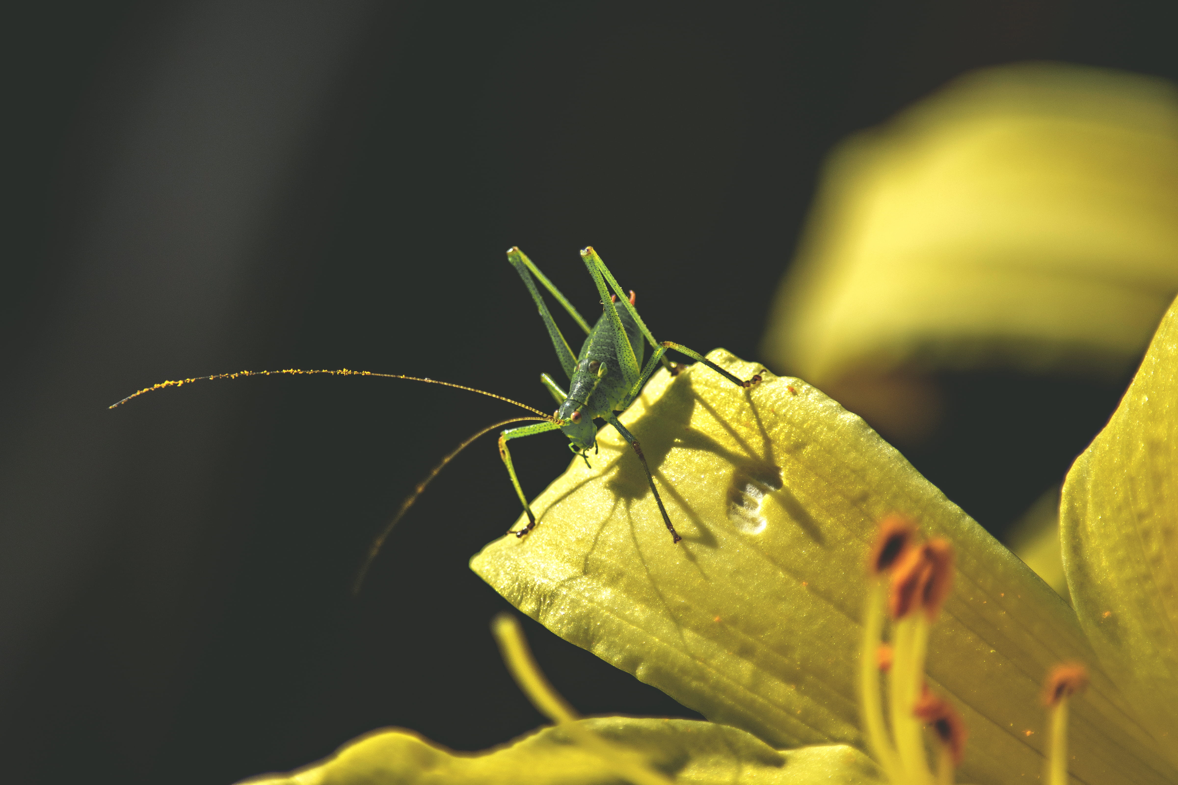 4800x3200 Bush cricket 1080P, 2K, 4K, 5K HD wallpaper free download, Desktop