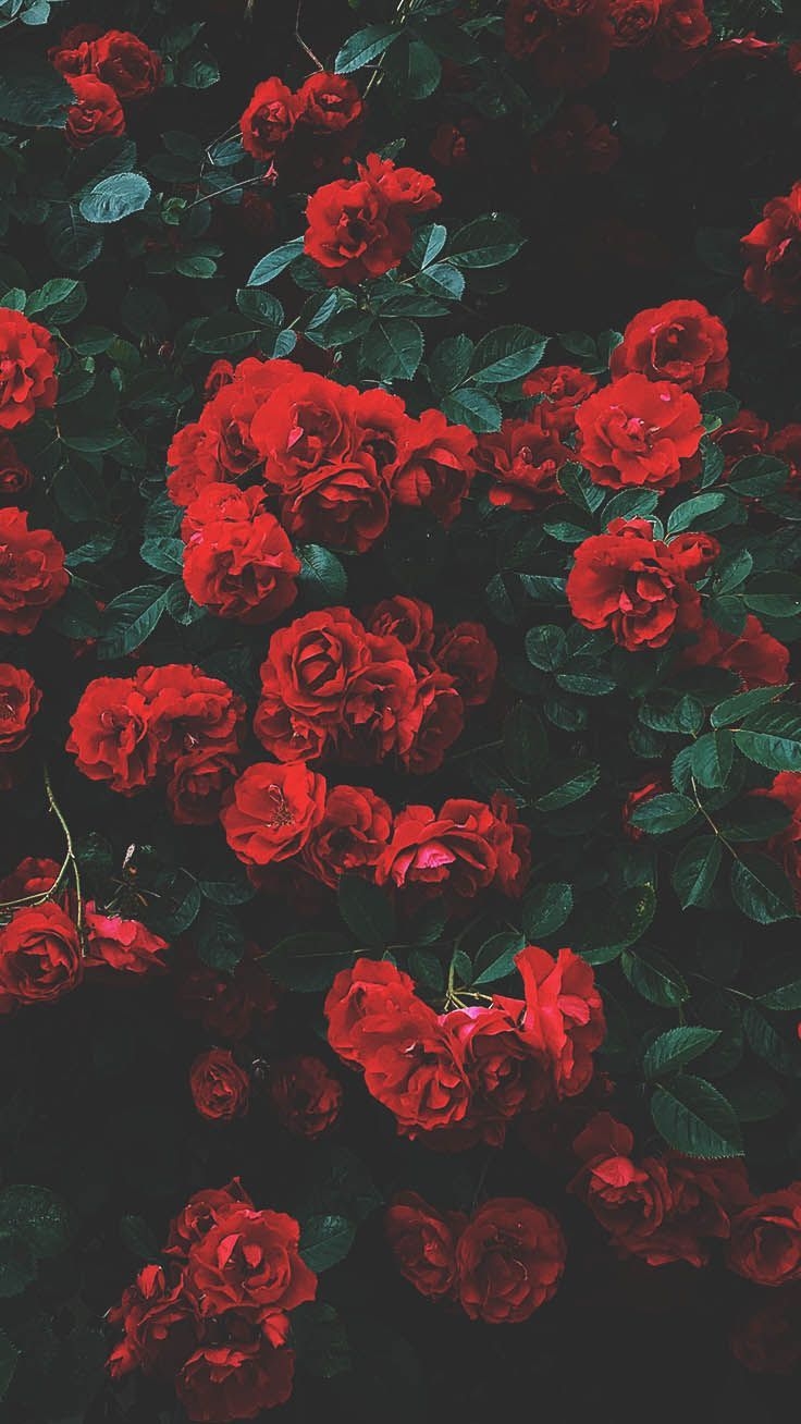 740x1310 Romantic Roses iPhone X Wallpaper, Phone