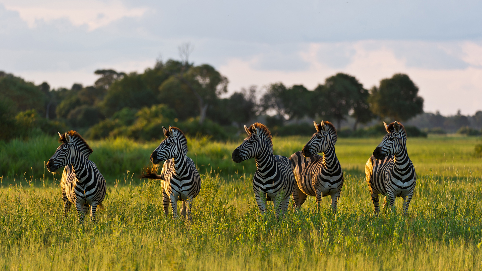 1920x1080 Zebra Migration, Okavango Delta & Victoria Falls World Safaris, Desktop