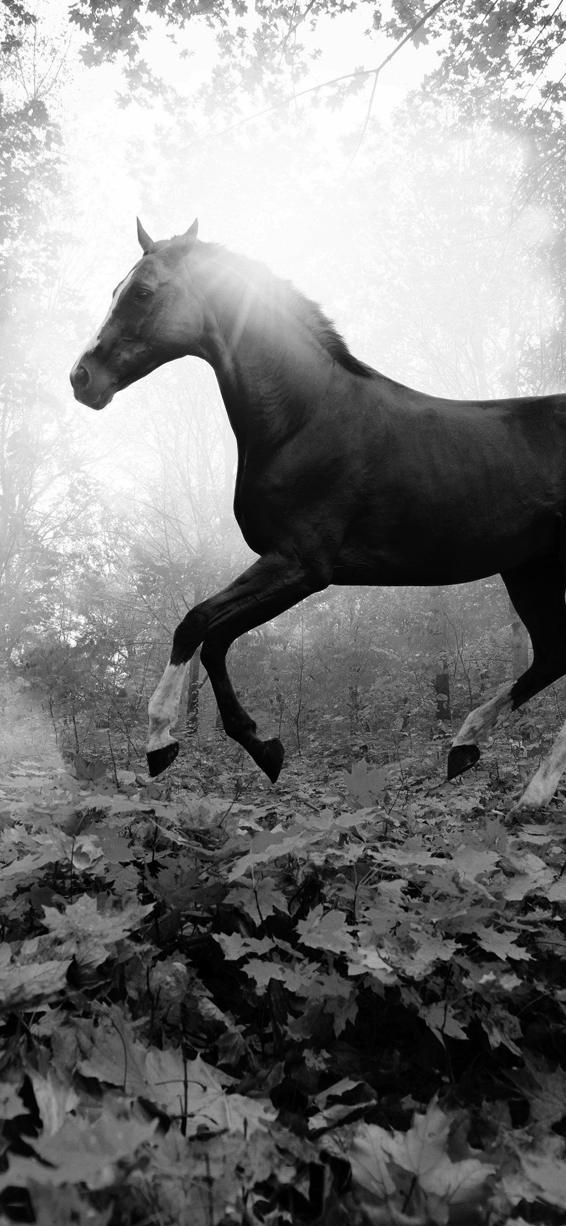 1130x2440 iPhone Black Horse Wallpaper, Phone