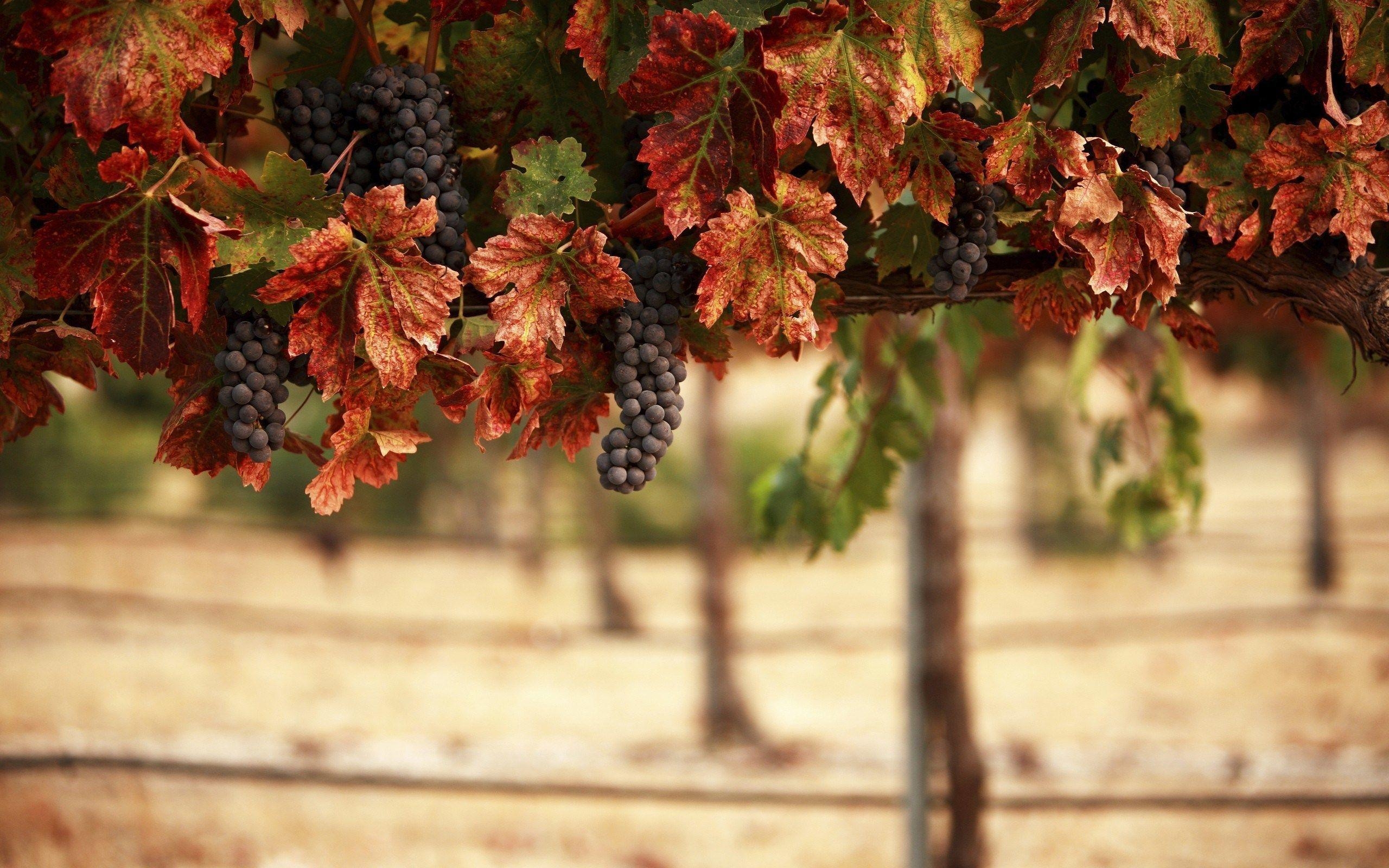 2560x1600 Vineyard Grapes Autumn HD Wallpaper, Desktop