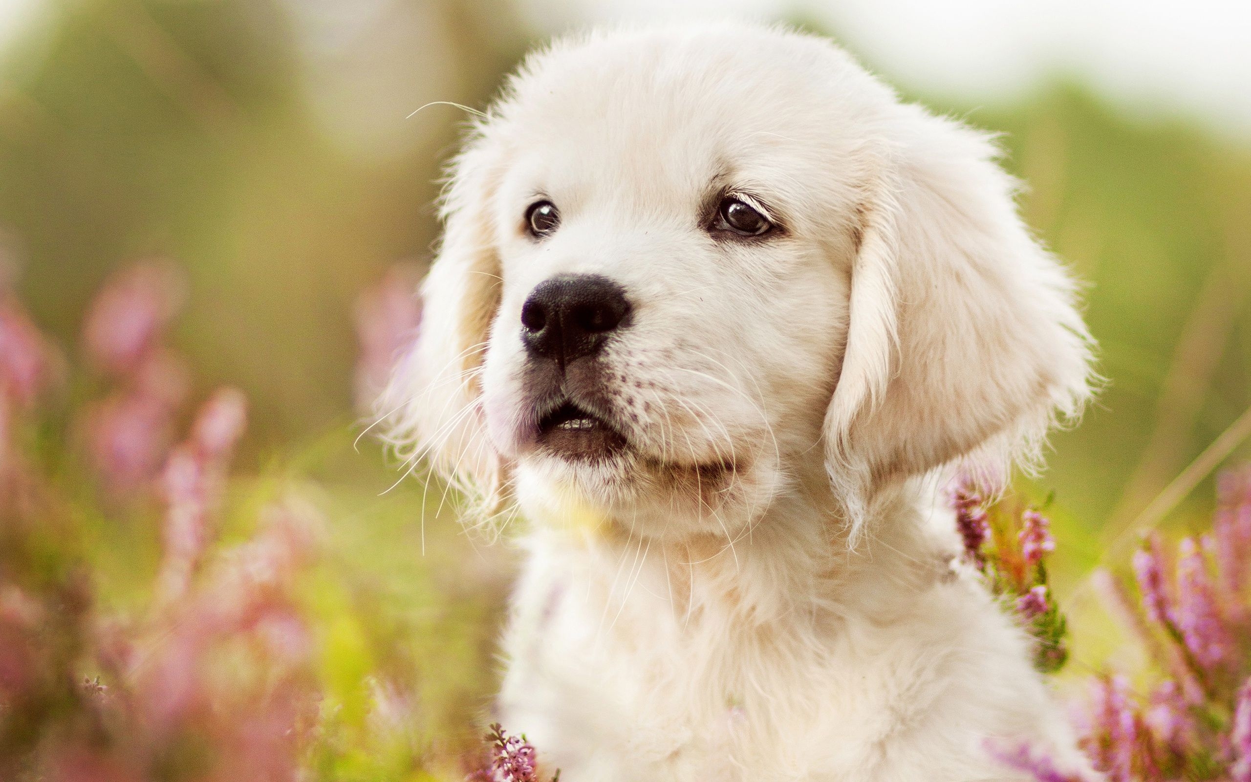 2560x1600 Wallpaper Of Baby Animal, Dog, Golden Retriever, Pet, Desktop