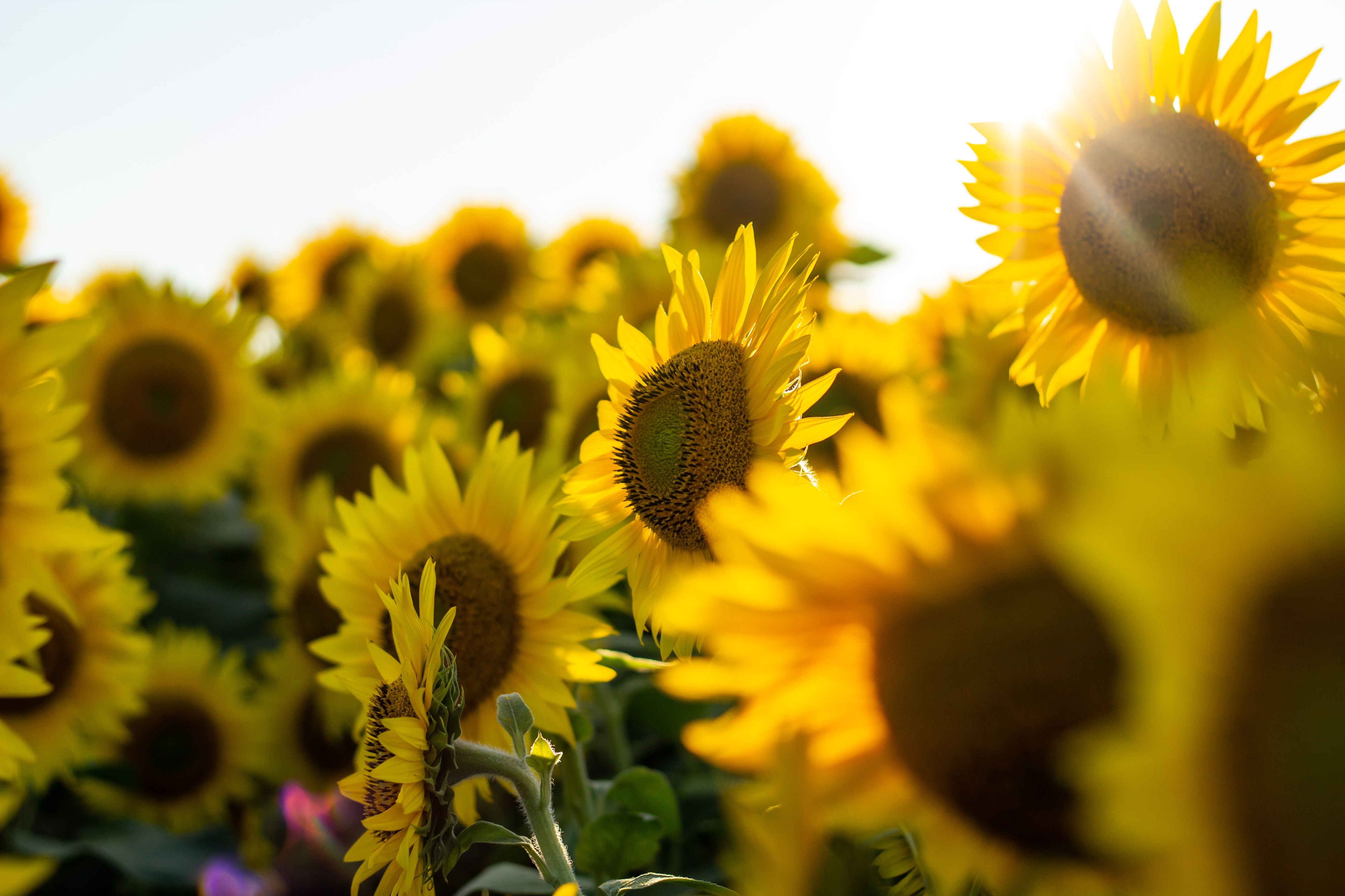 5190x3460 Sunflowers 4K wallpaper for your desktop or mobile screen free and easy to download, Desktop