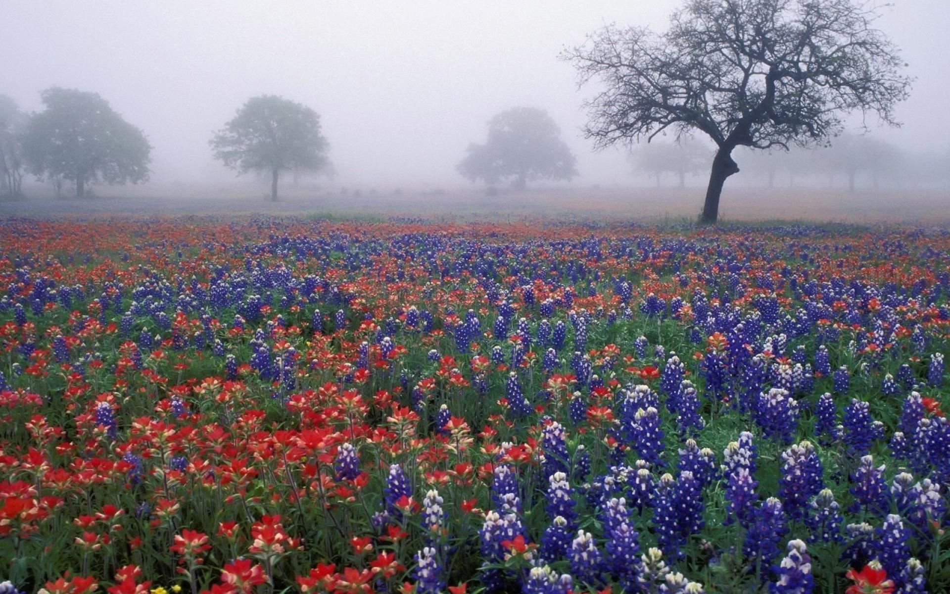 1920x1200 Flowers For > Wildflowers Field Wallpaper, Desktop