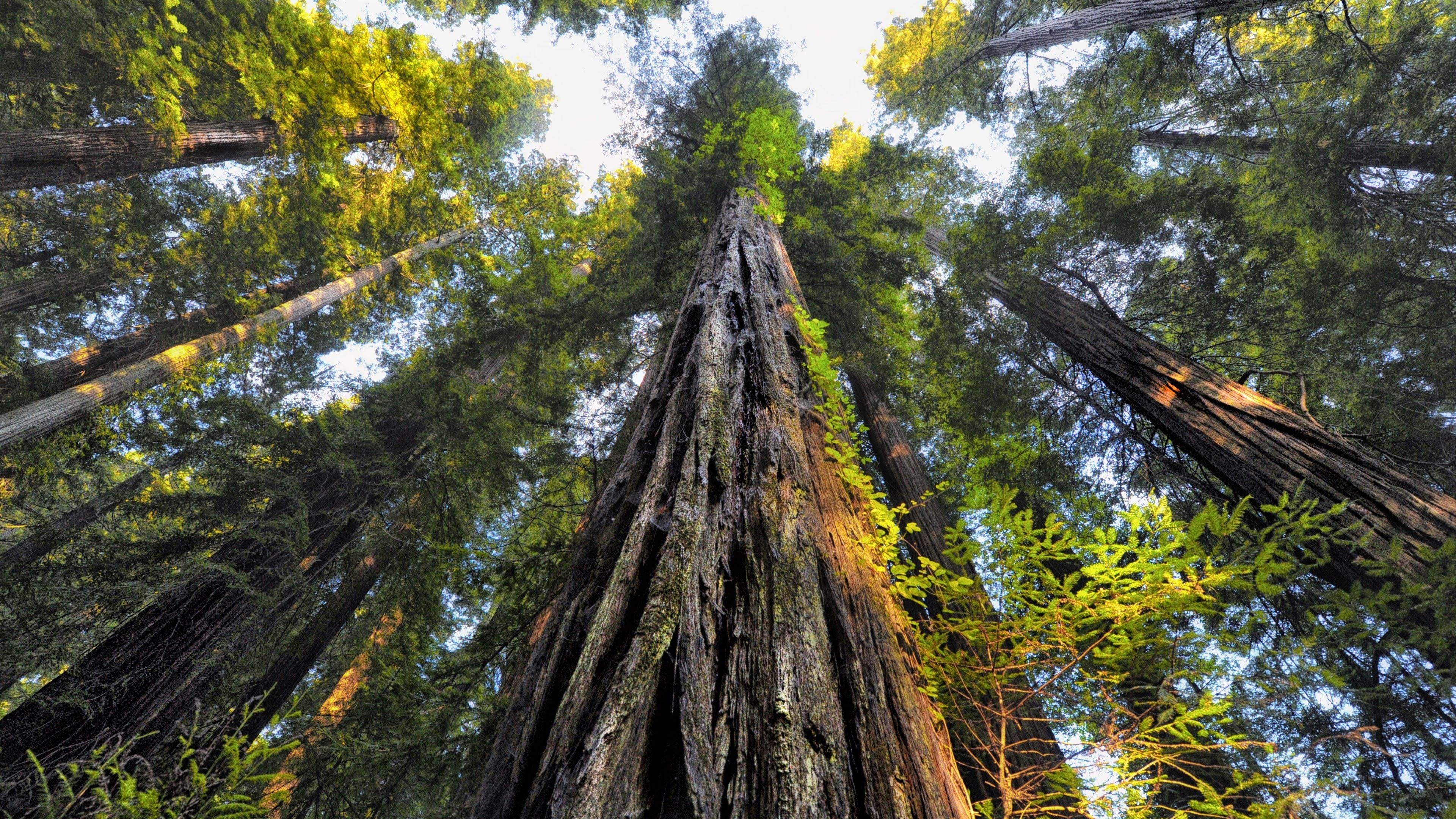 3840x2160 Looking Up at Redwood Trees 4k Ultra HD Wallpaper, Desktop