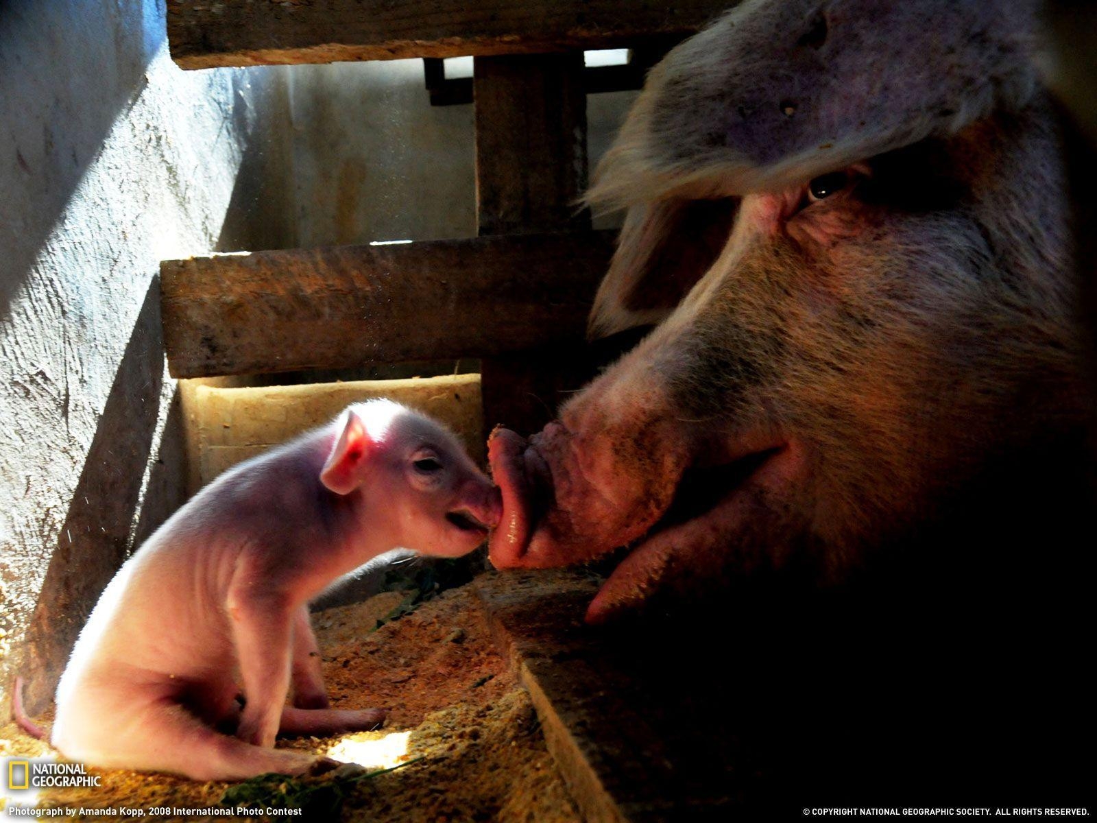 1600x1200 Mother Pig and Piglet Picture, Animal Wallpaper, Desktop